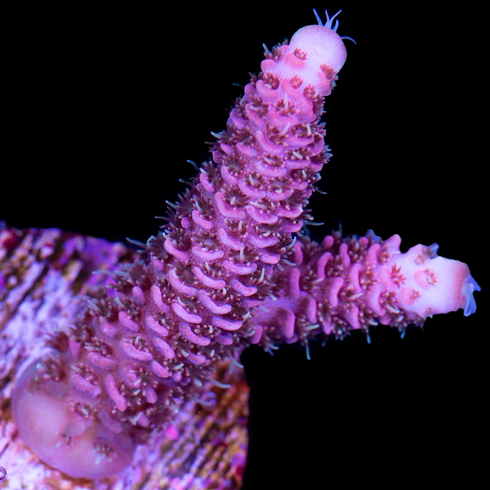 Ultra Pink Millepora Acropora Coral