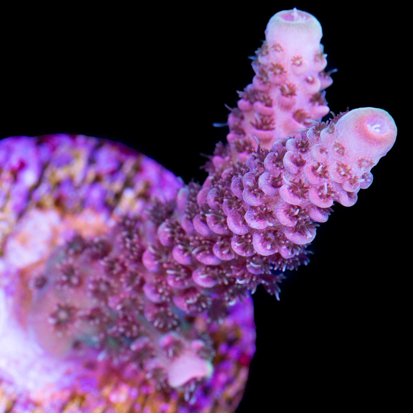 Ultra Pink Millepora Acropora Coral