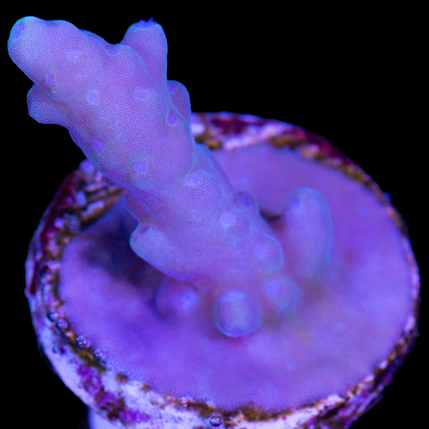 Solomon Islands Purple Monster Acropora (imported 2024)