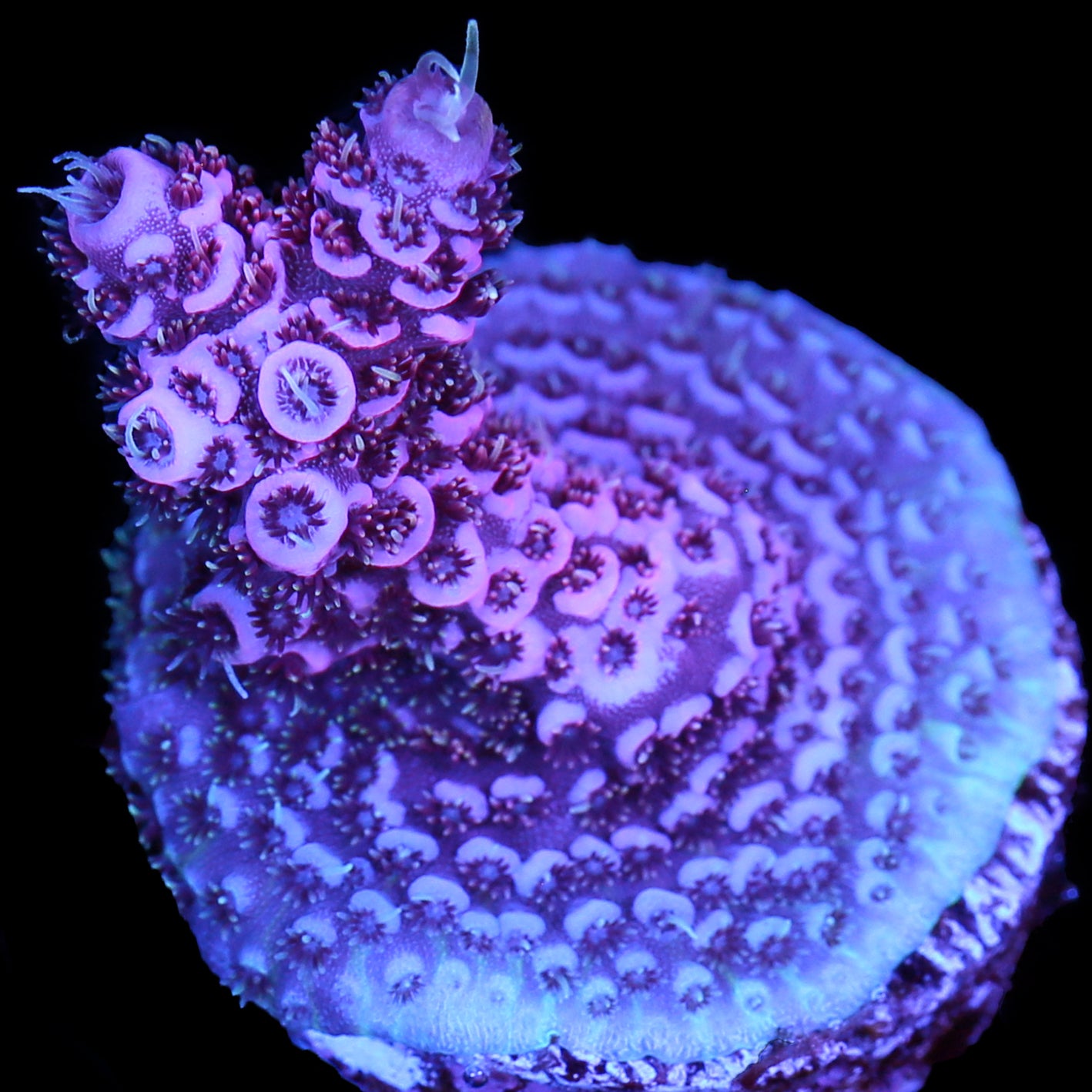 Snowcone Millepora Acropora Coral