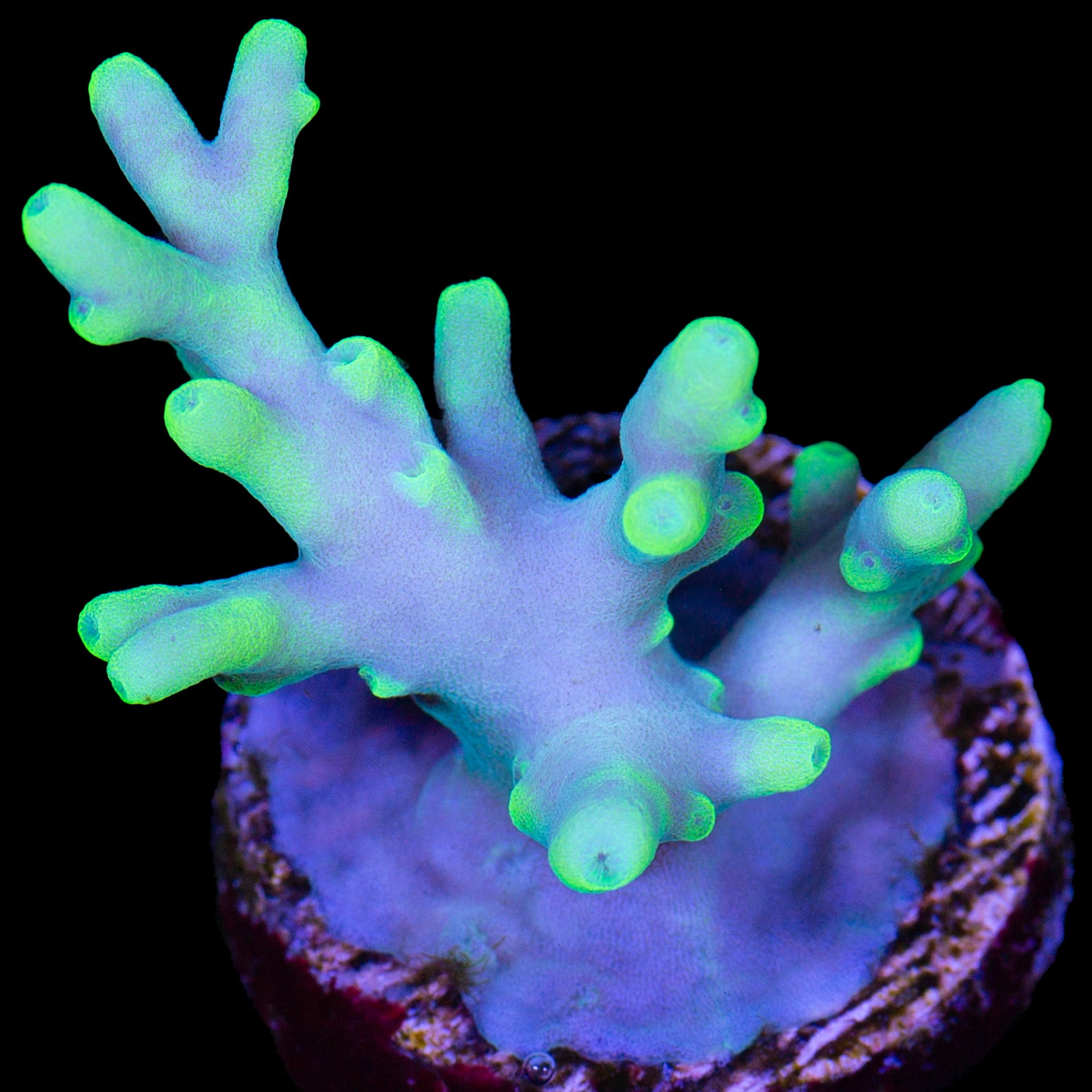 Vivid's Glowstick Acropora Caroliniana Coral