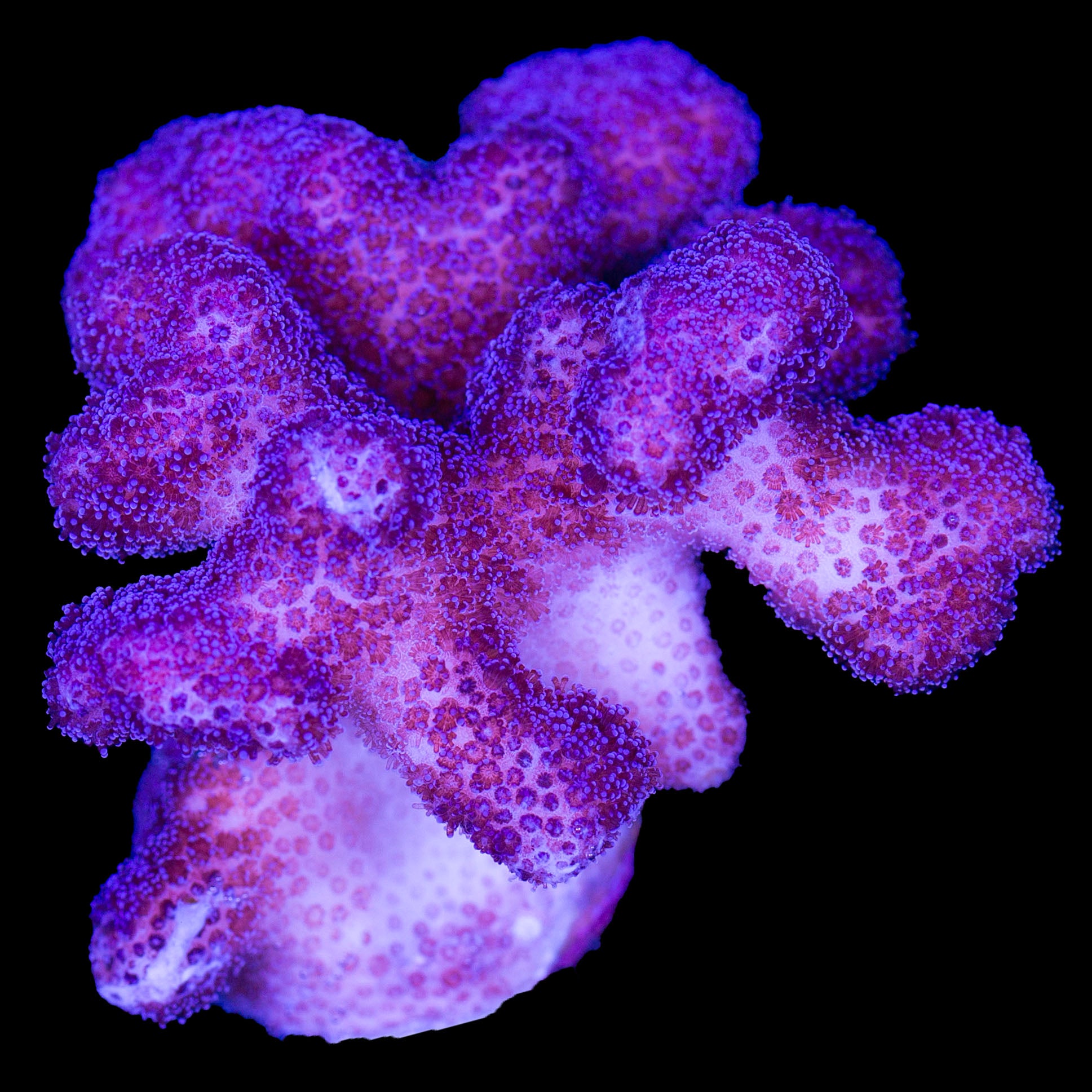Purple Stylophora Coral - Mini Colony