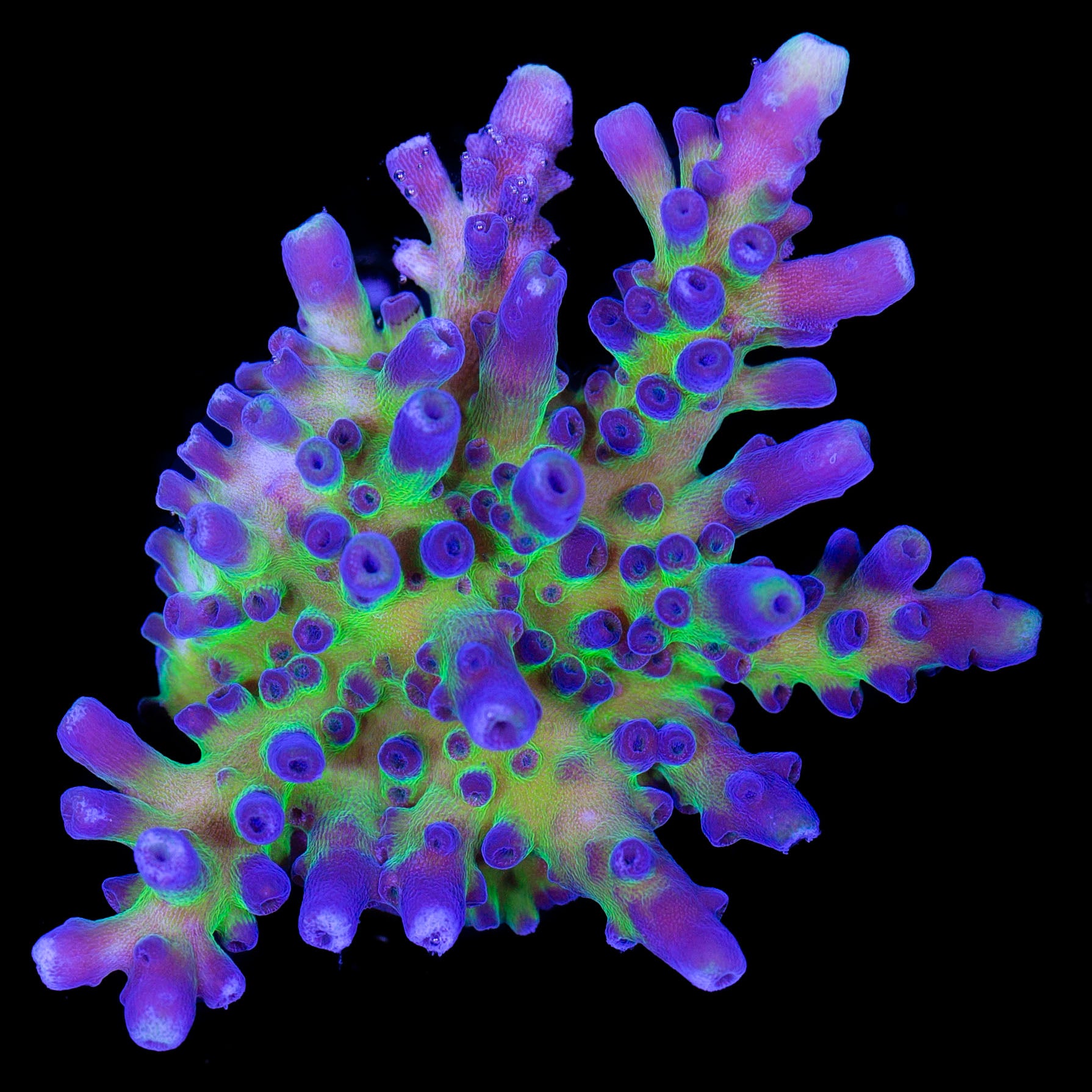 Blue Green Tort Acropora Coral