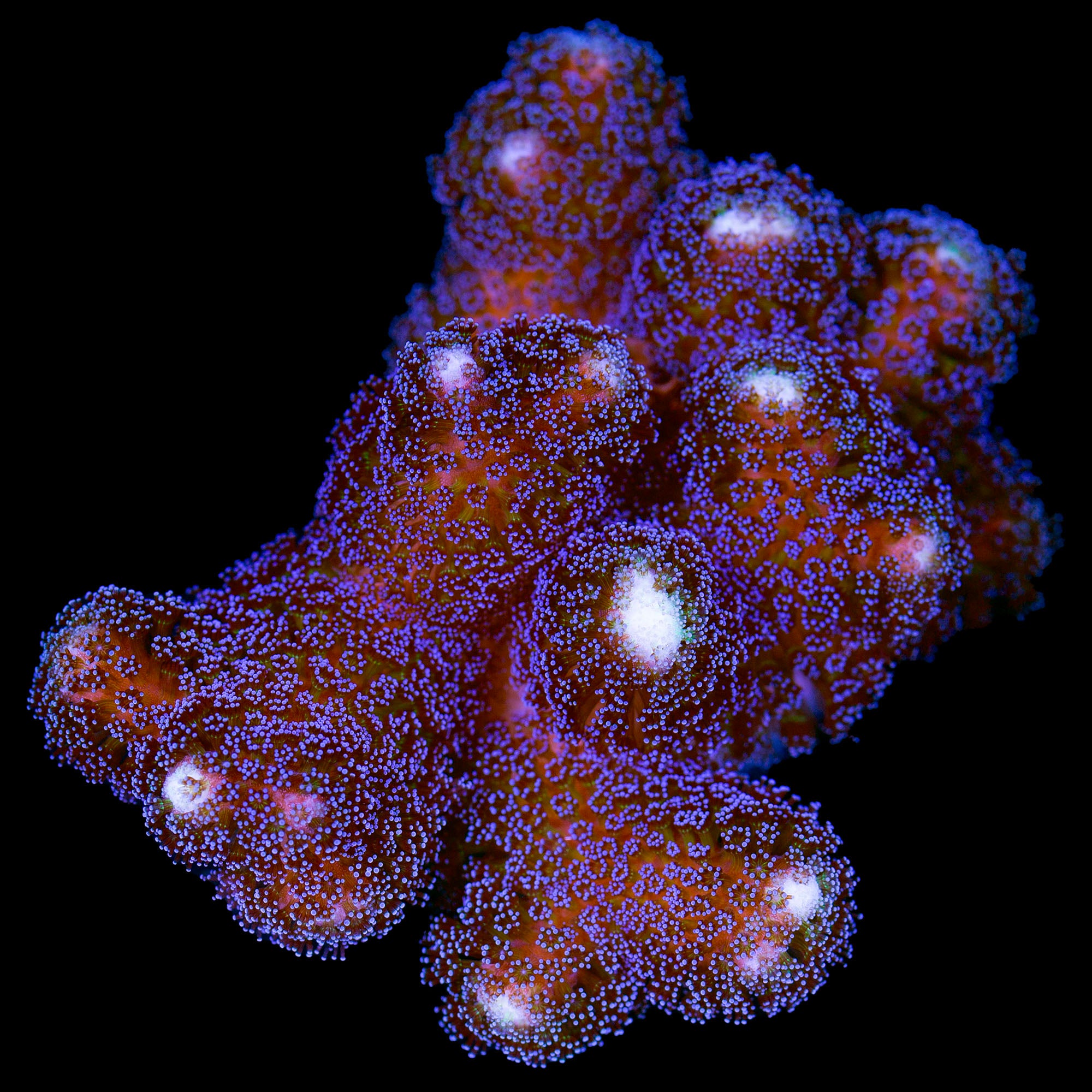 Purple Stylophora Coral - Mini Colony