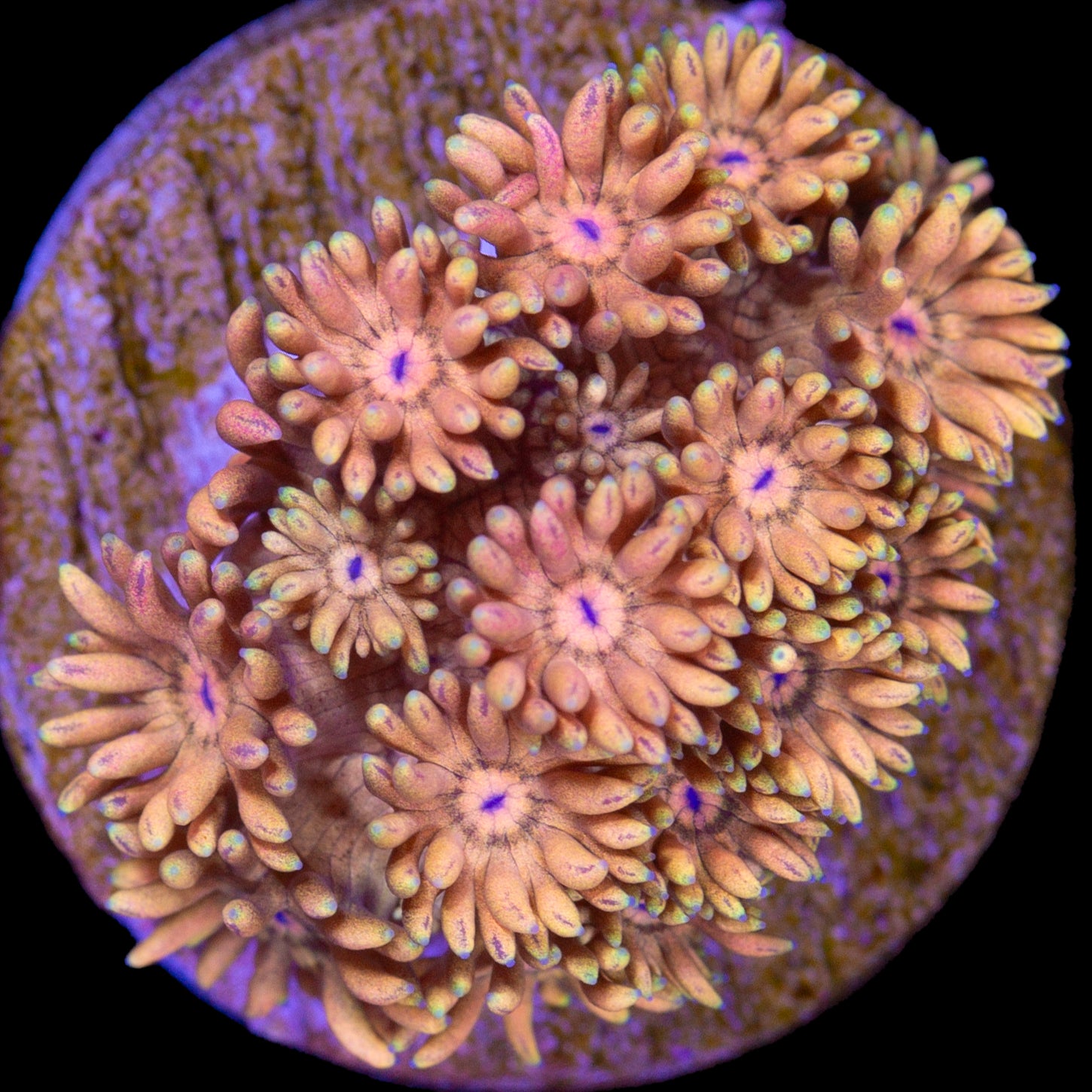 Orange Dream Goniopora Coral