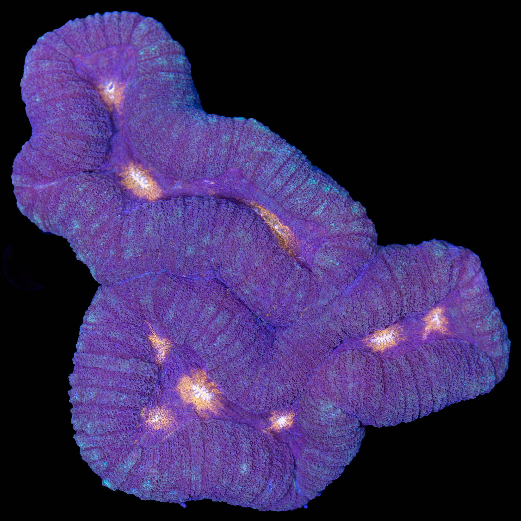 Orange Eye Lobophyllia Coral