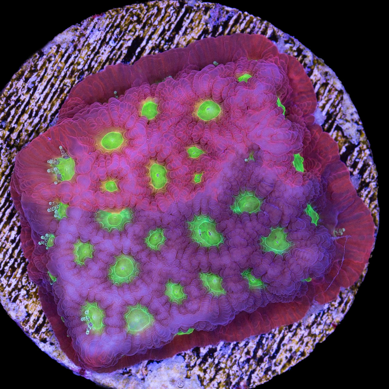 Vivid's Emerald Factory Favia Coral