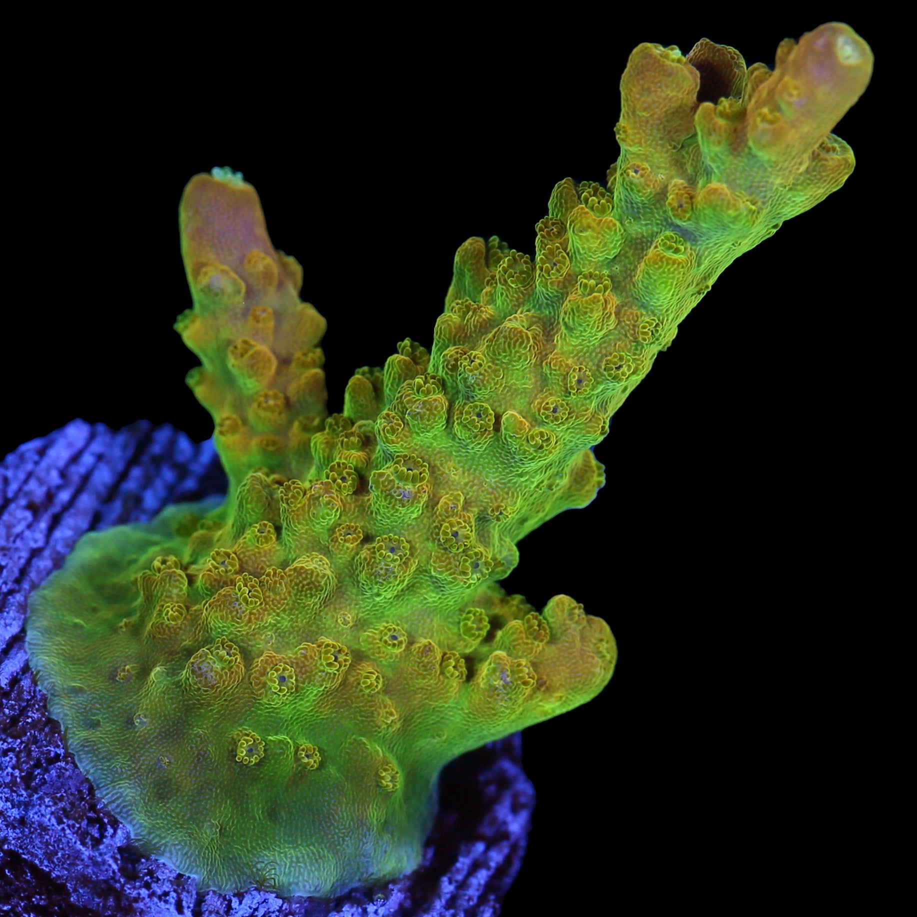 Tequila Sunrise Acropora Coral