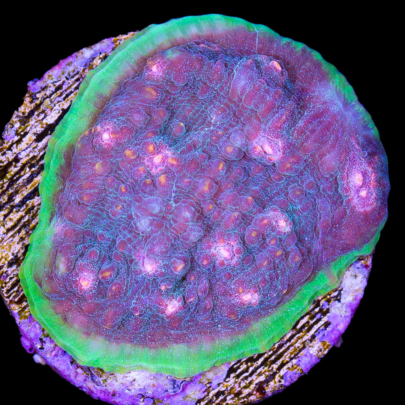 Vivid's Twilight Echinophyllia Coral