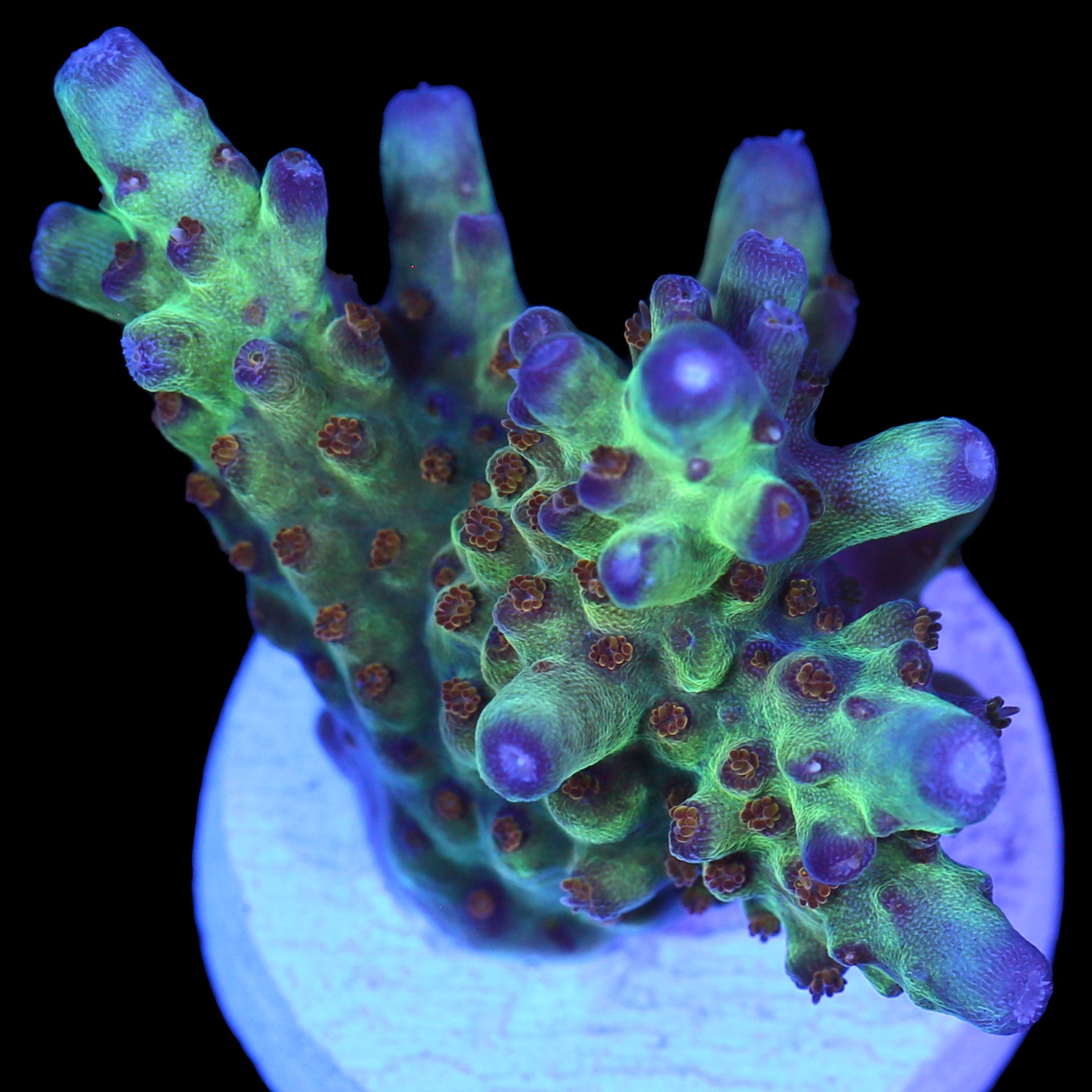 RRC Wonderland Acropora Coral