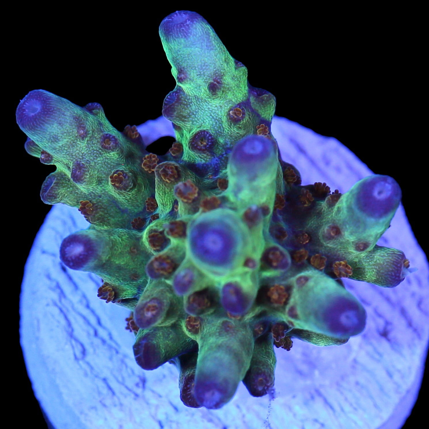 RRC Wonderland Acropora Coral