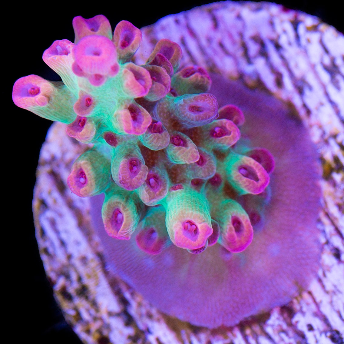 Strawberry Shortcake Acropora Coral