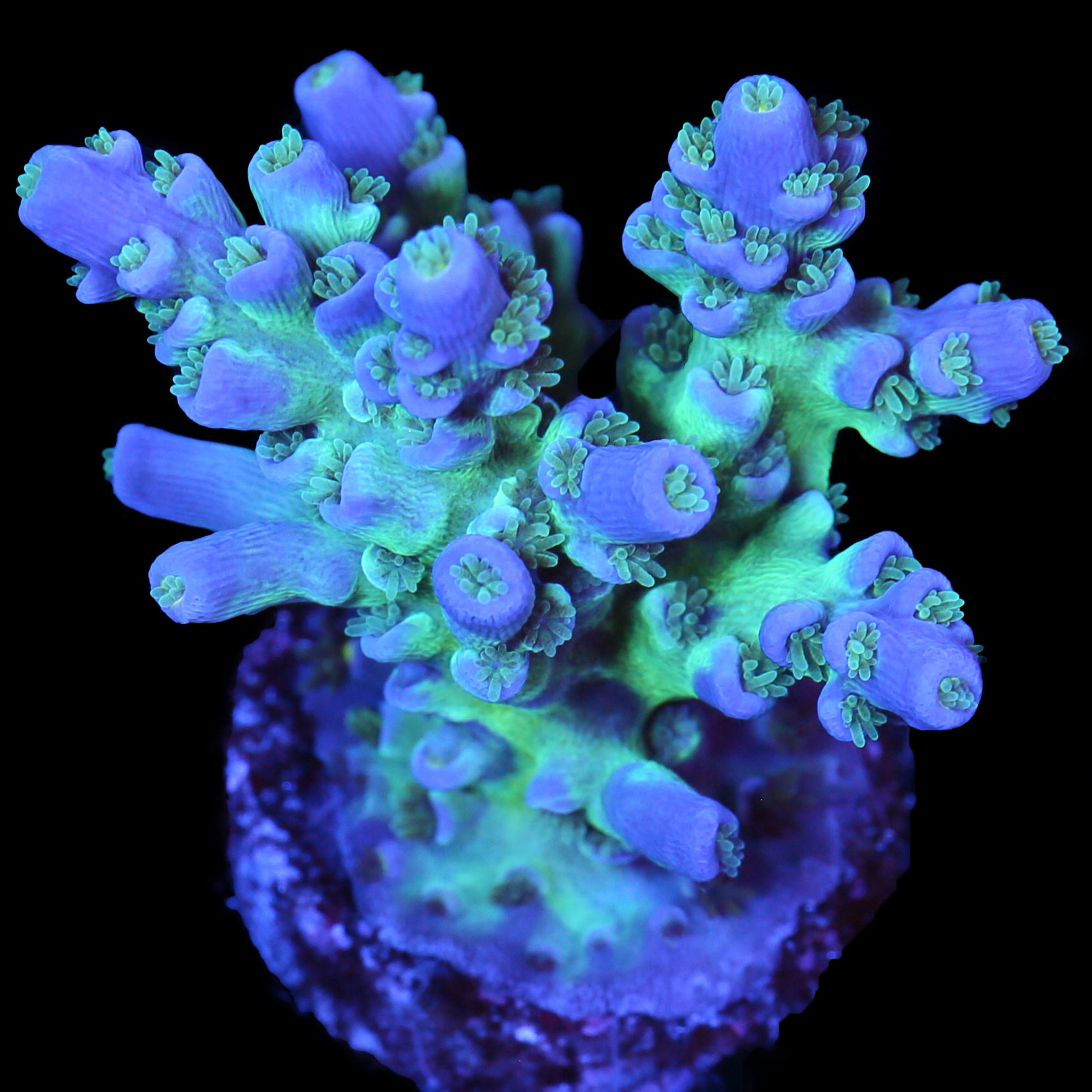 Joker Tenuis Acropora Coral 2X Frag