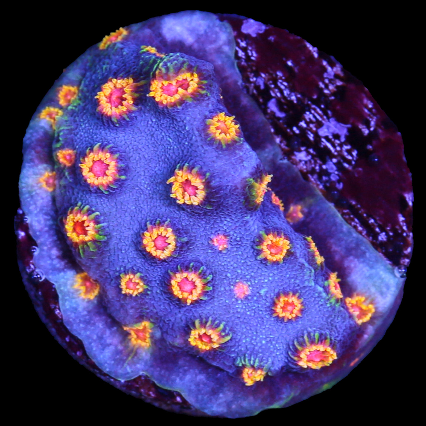 Bizzaro Cyphastrea Coral