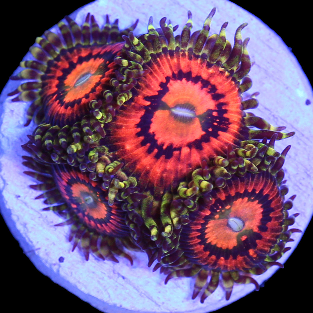 Rainbow Incinerator Zoanthids