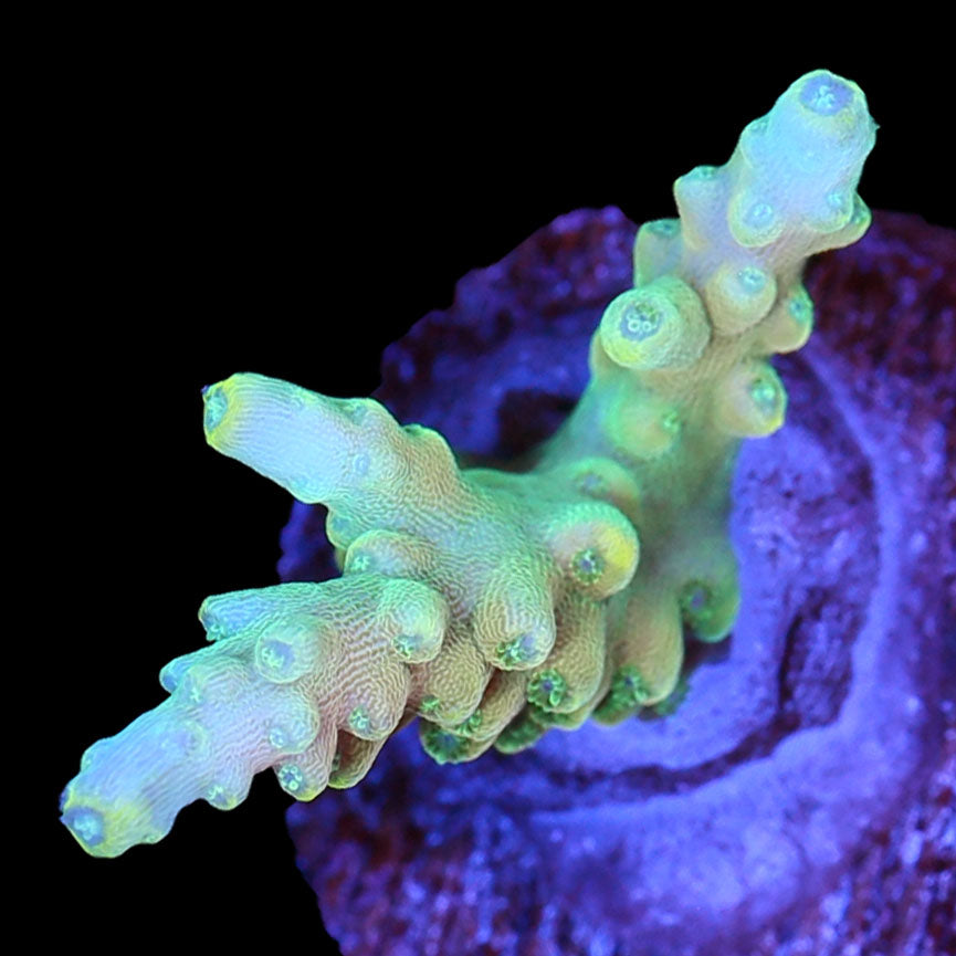 King Fiji Acropora Coral