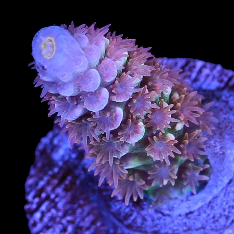RRC Supreme Acropora Coral