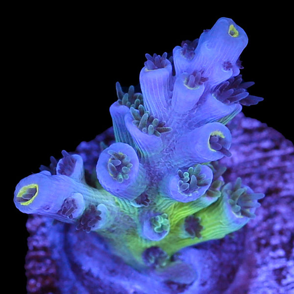 CC Pink Highlighter Acropora Coral - Vivid Aquariums