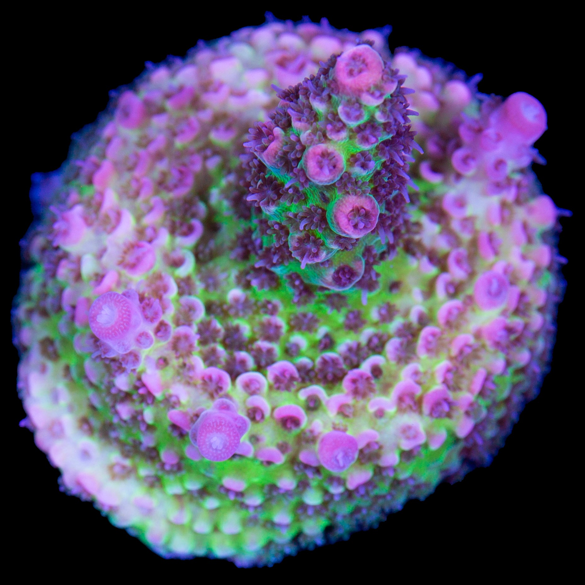 Festive Acropora Coral