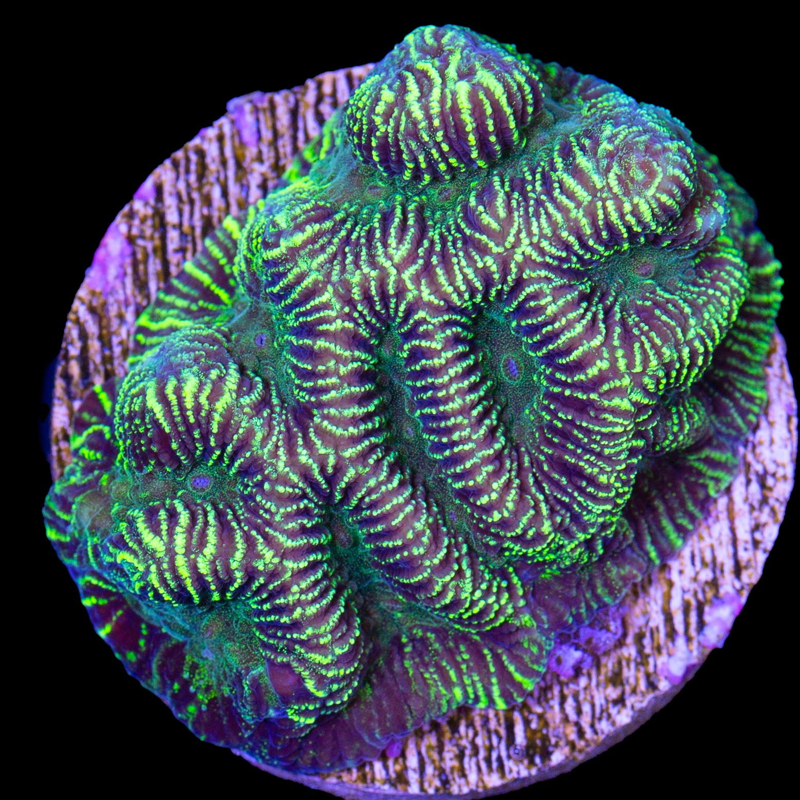 Static Maze Brain Coral