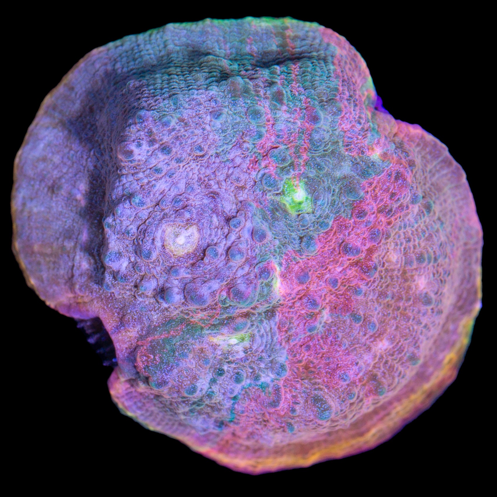 Vivid's Full Spectrum Echinophyllia Coral