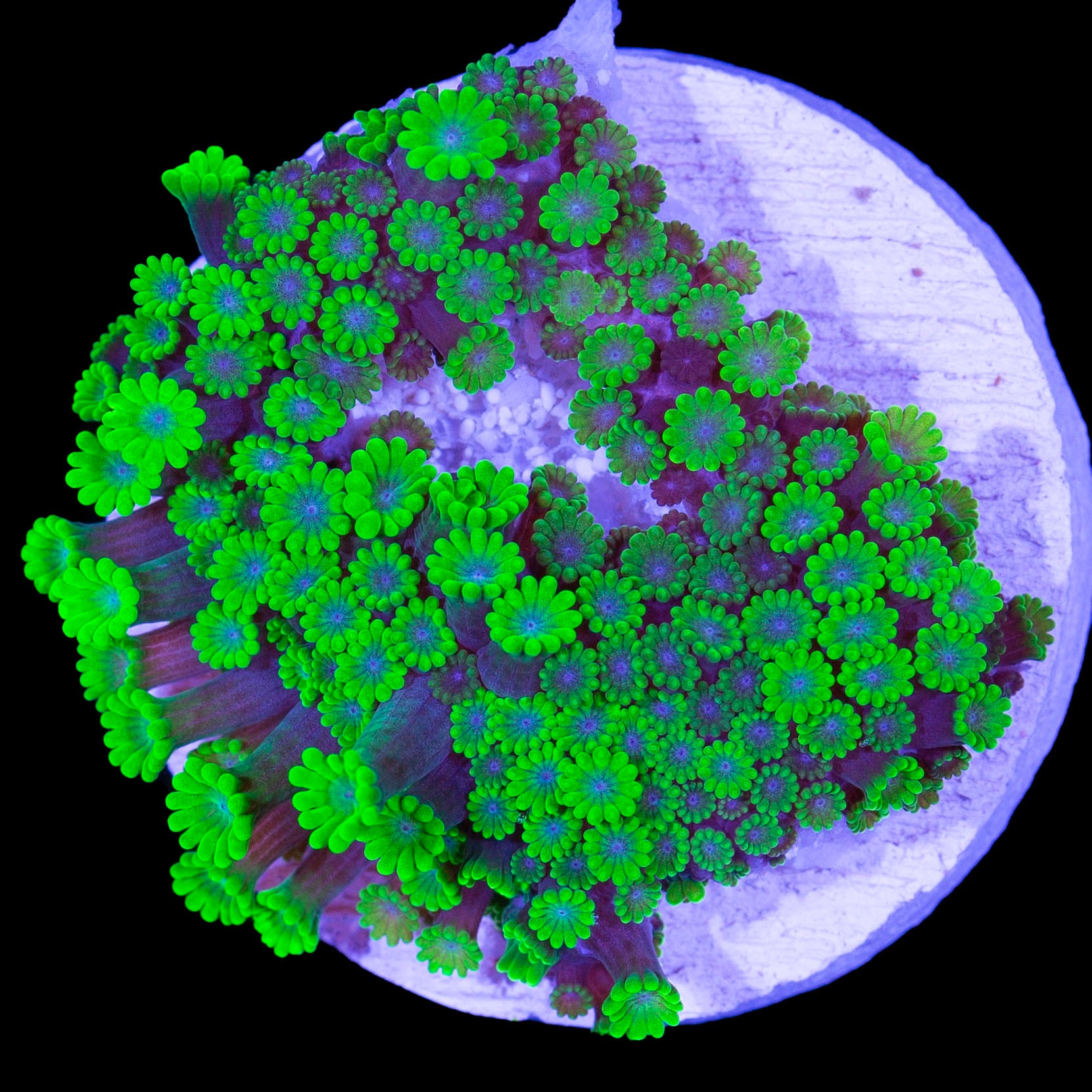 Toxic Green Alveopora Coral