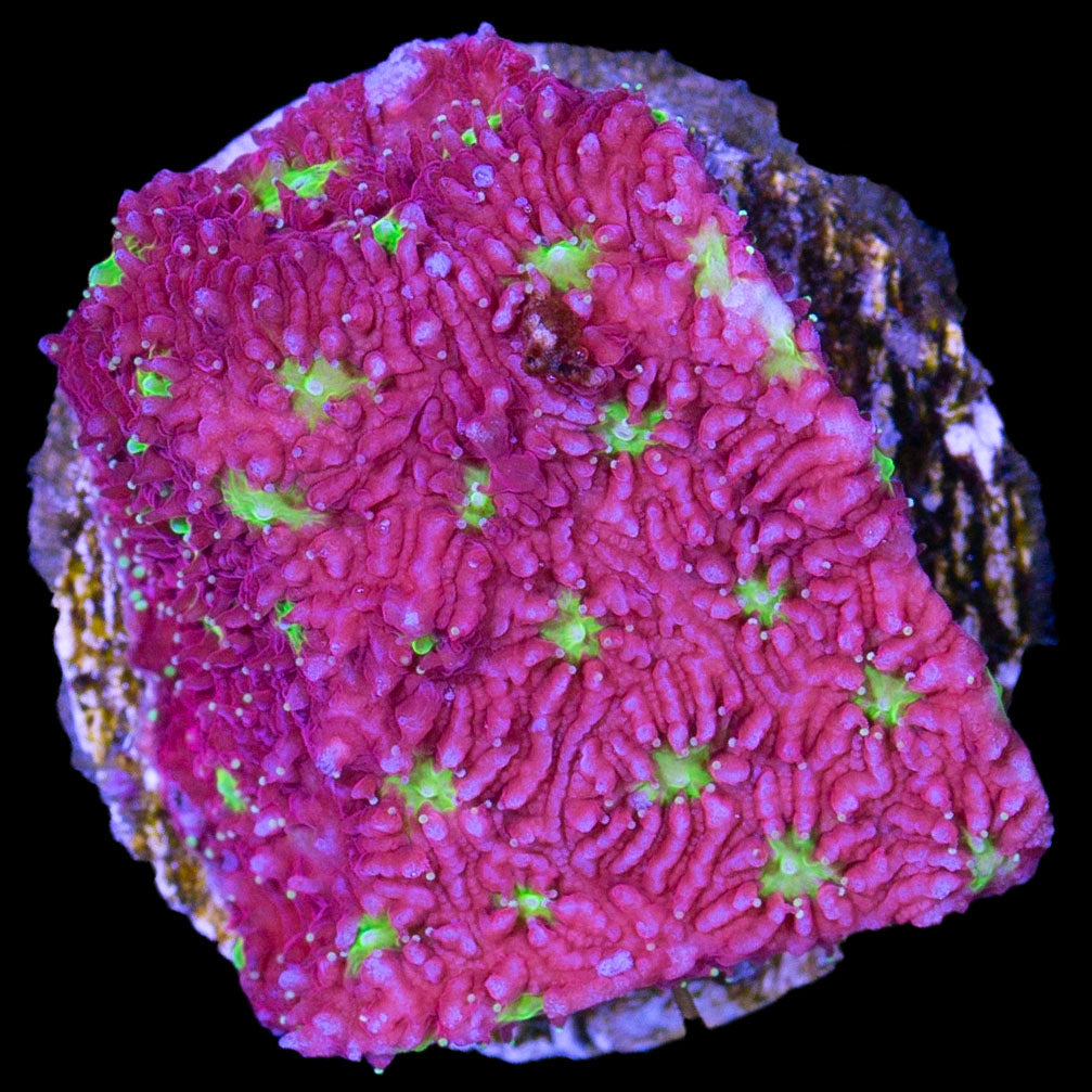 Strawberry Lithophyllon Coral