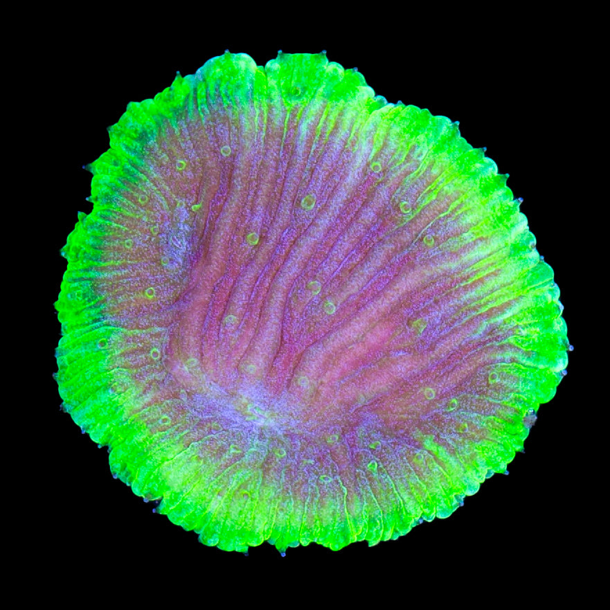 Buy WYSIWYG Coral for Sale Live Corals Rare Corals Sale Corals