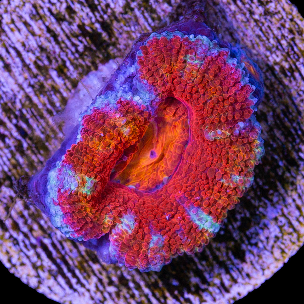 Rainbow Acan Lord Coral