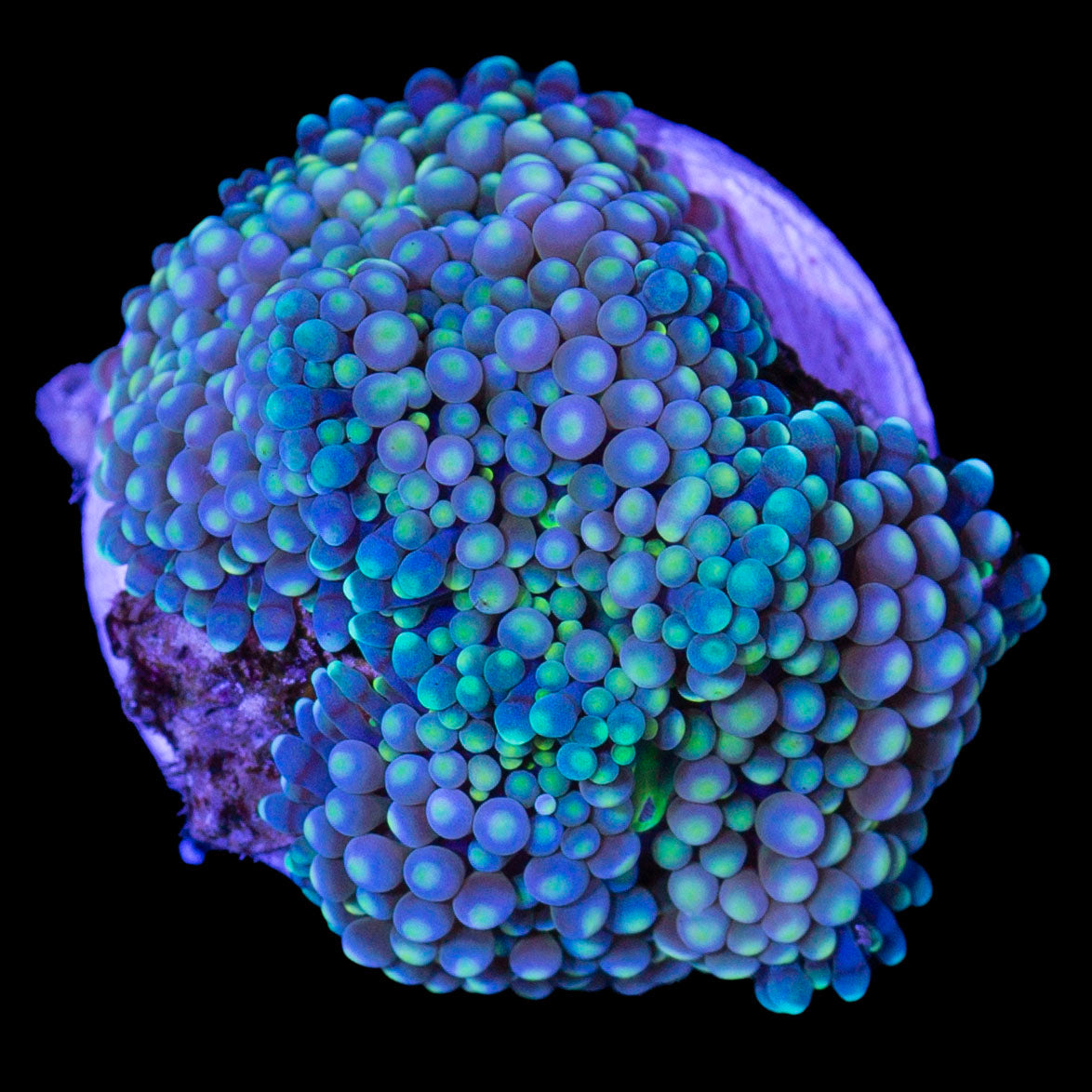 Blue Ricordea Mushroom Coral