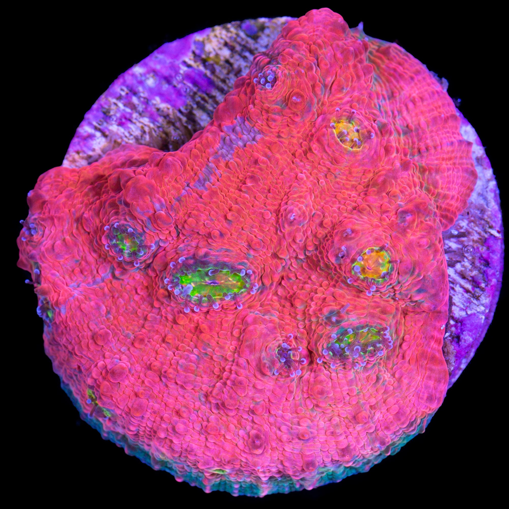 Original Vivid Echinophyllia Coral