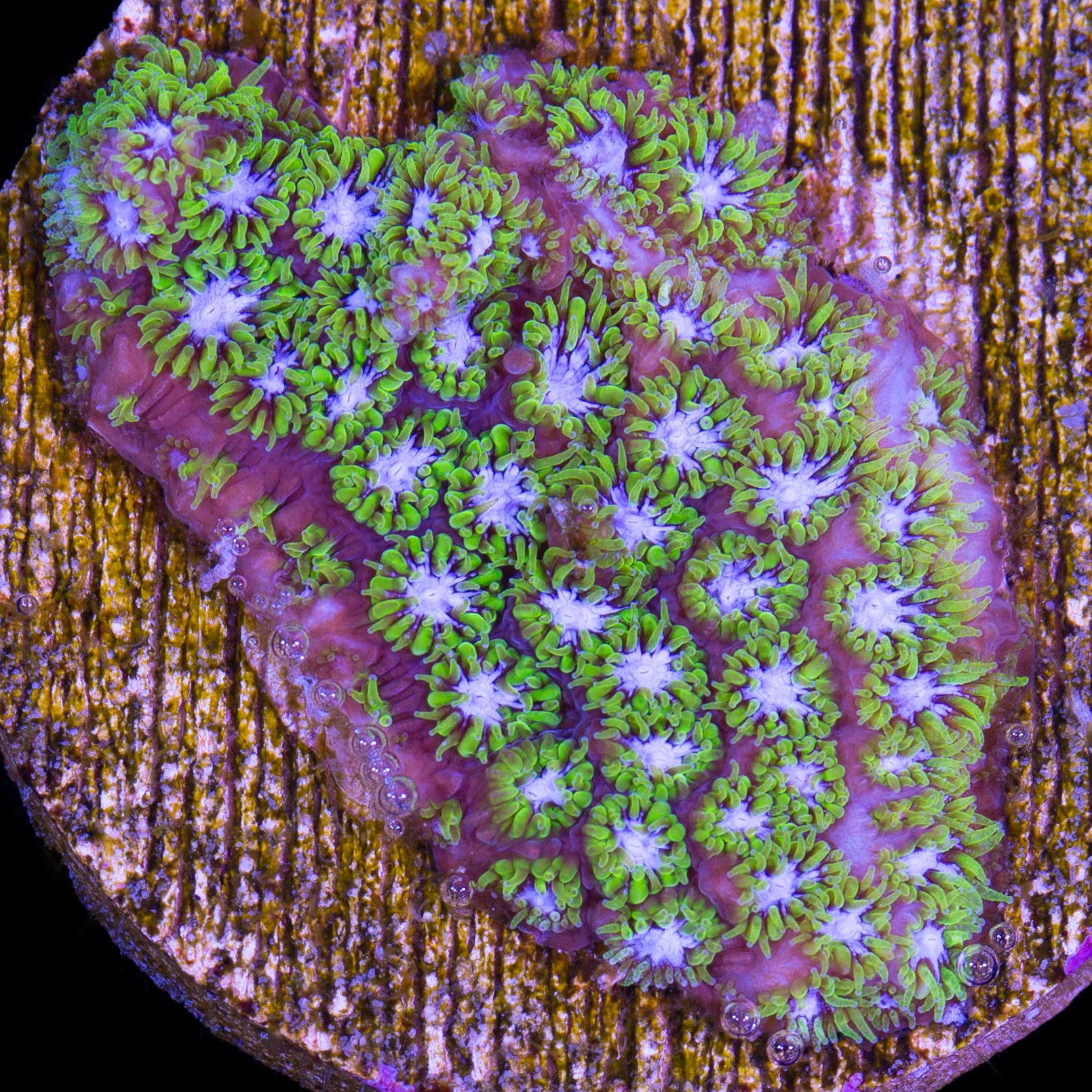 Blue Green Leptastrea Coral