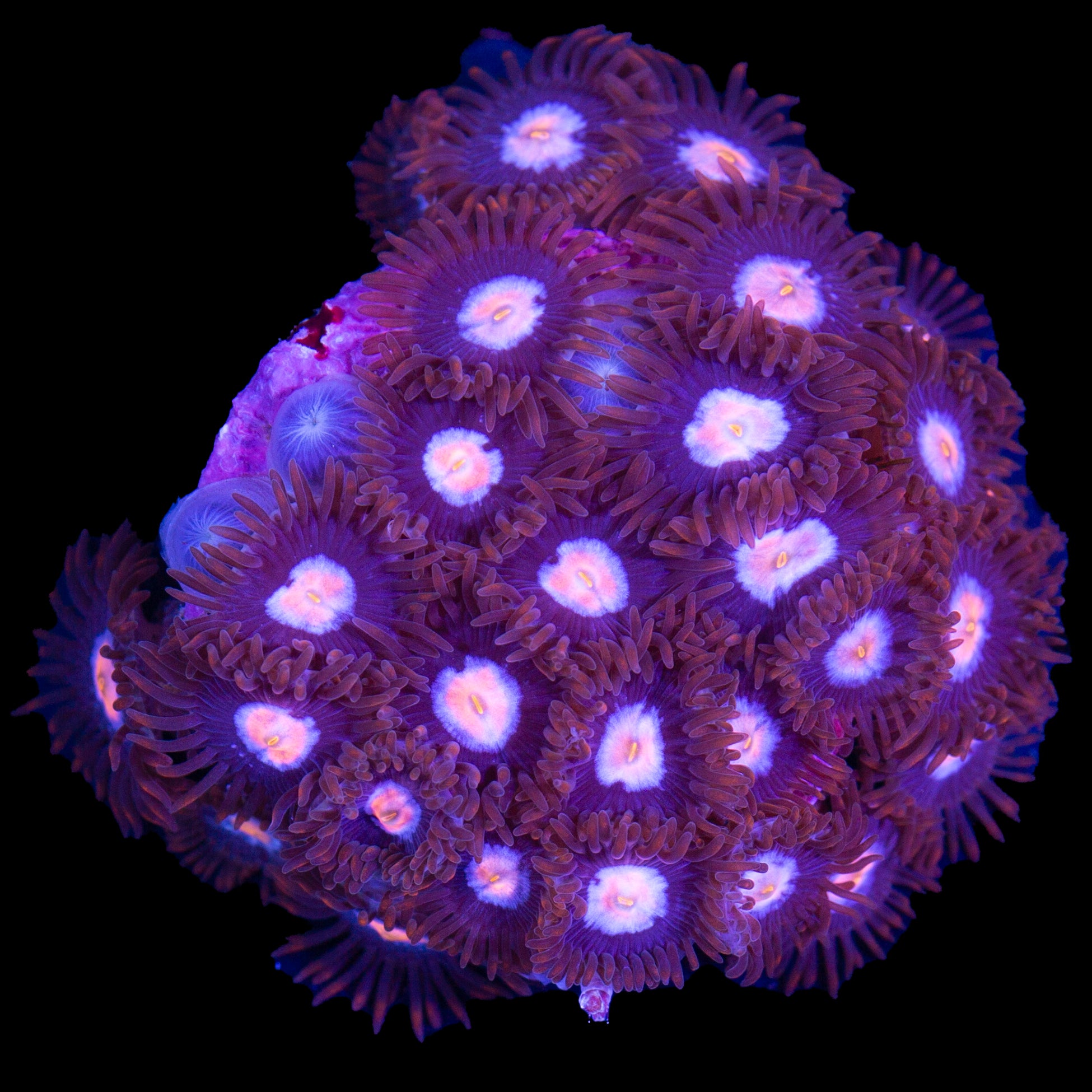 Vivid's Mystique Zoanthids