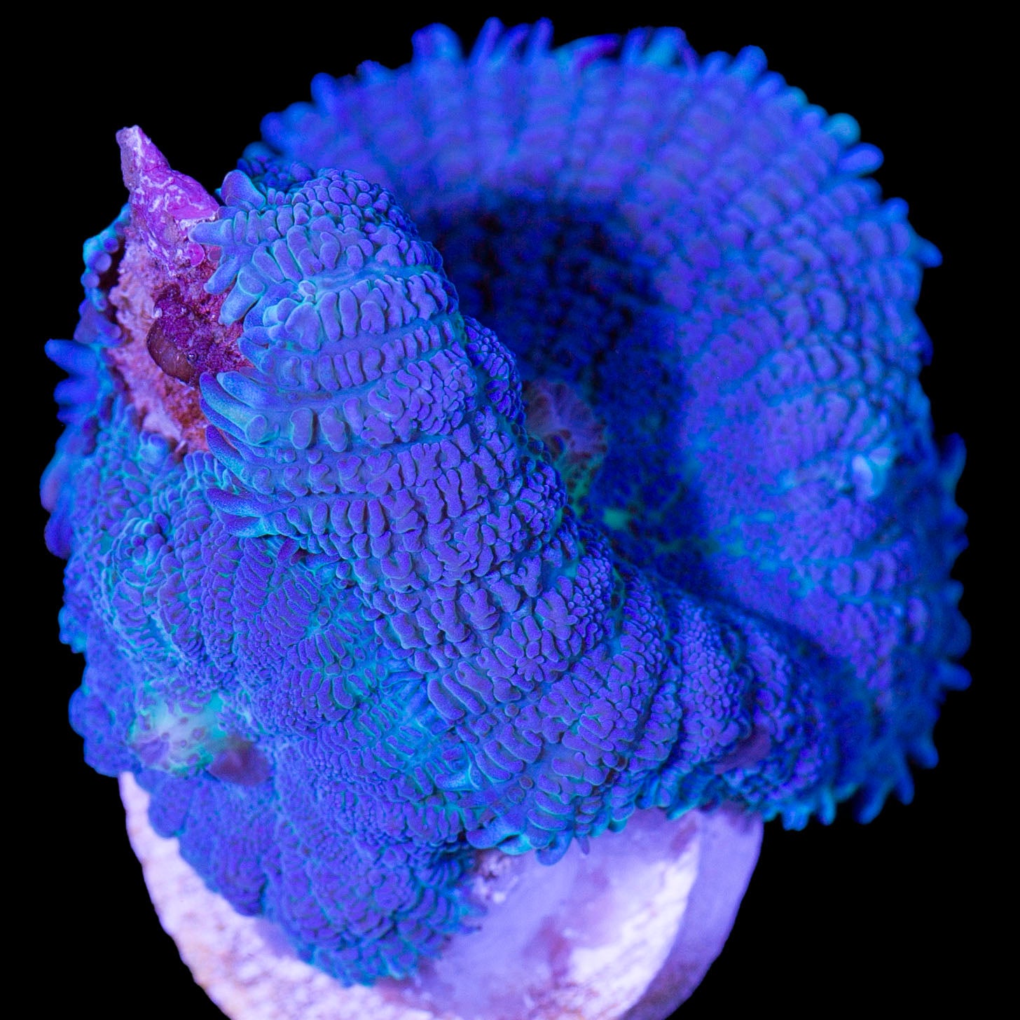 Purple Bullseye Mushroom Coral