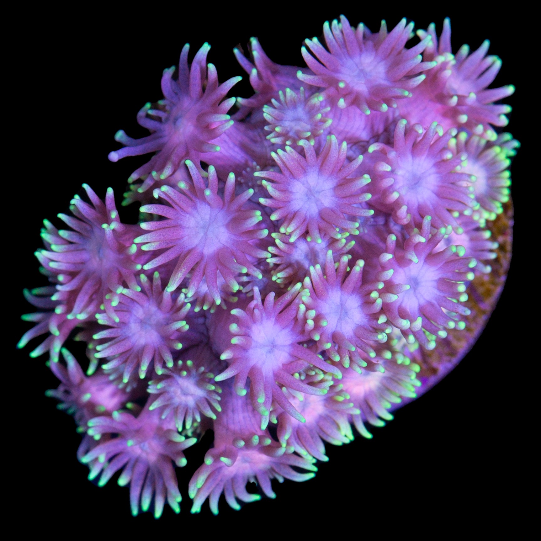 Pink Flash Goniopora Coral