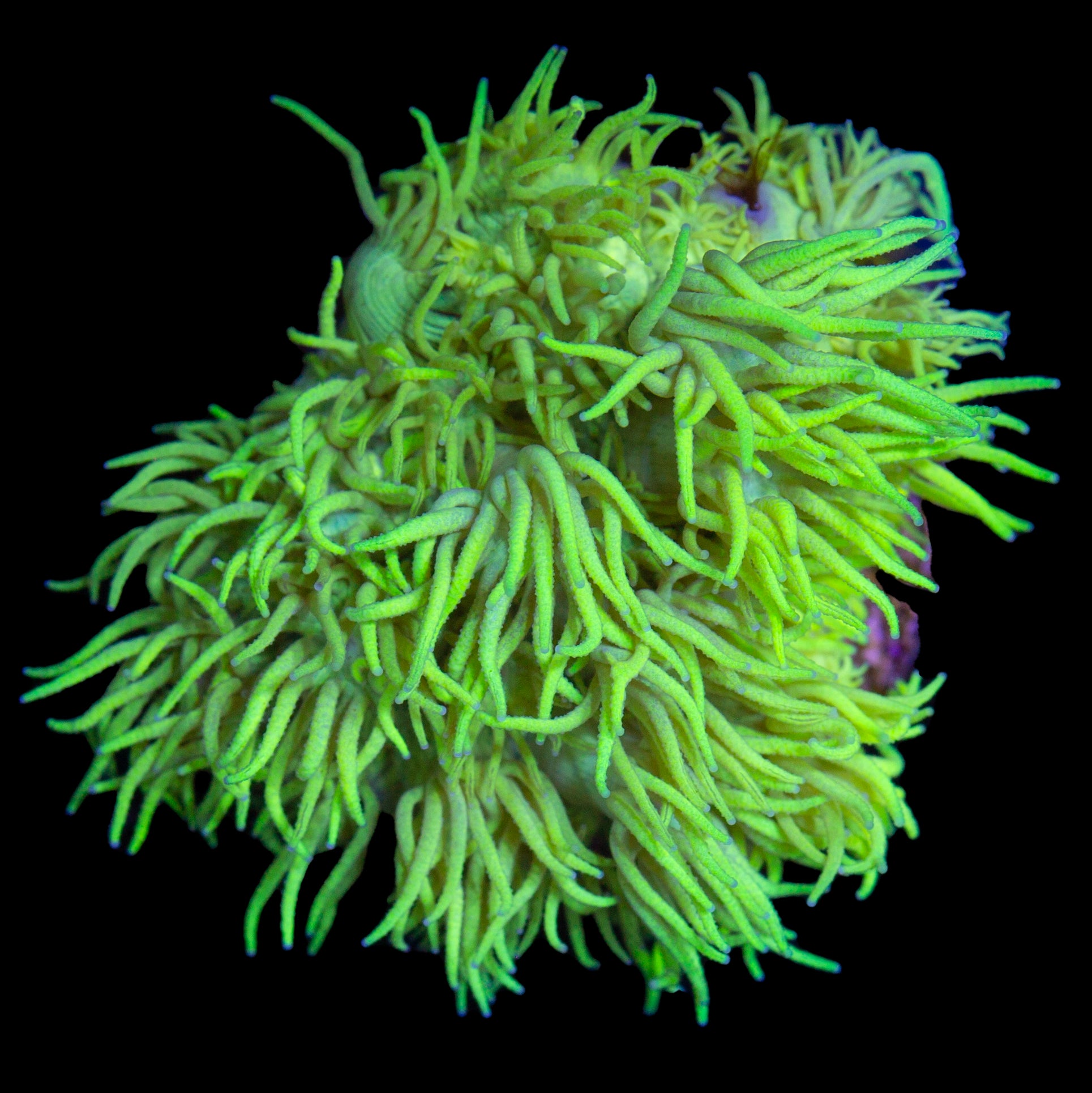 Highlighter Goniopora Coral