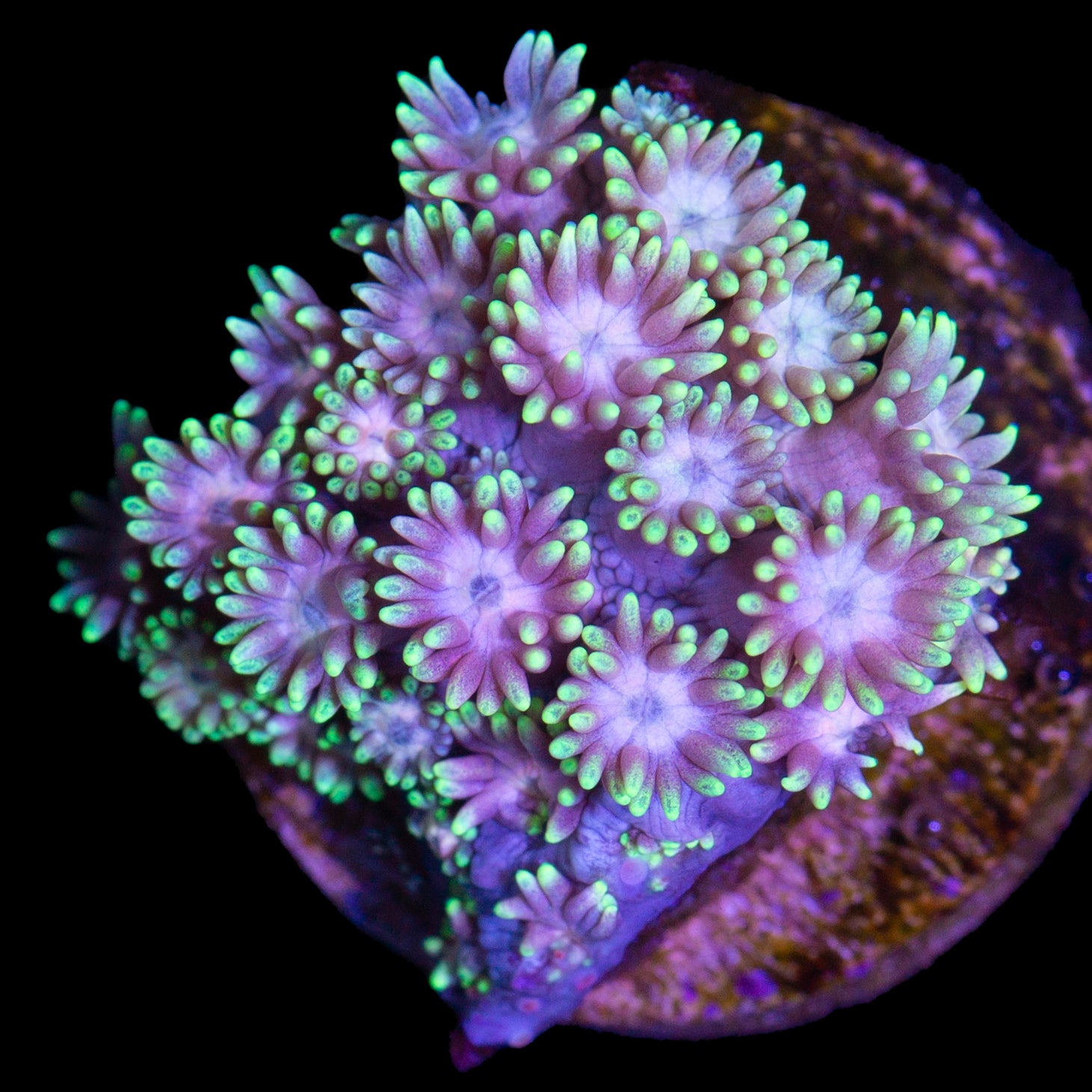 Pink Flash Goniopora Coral