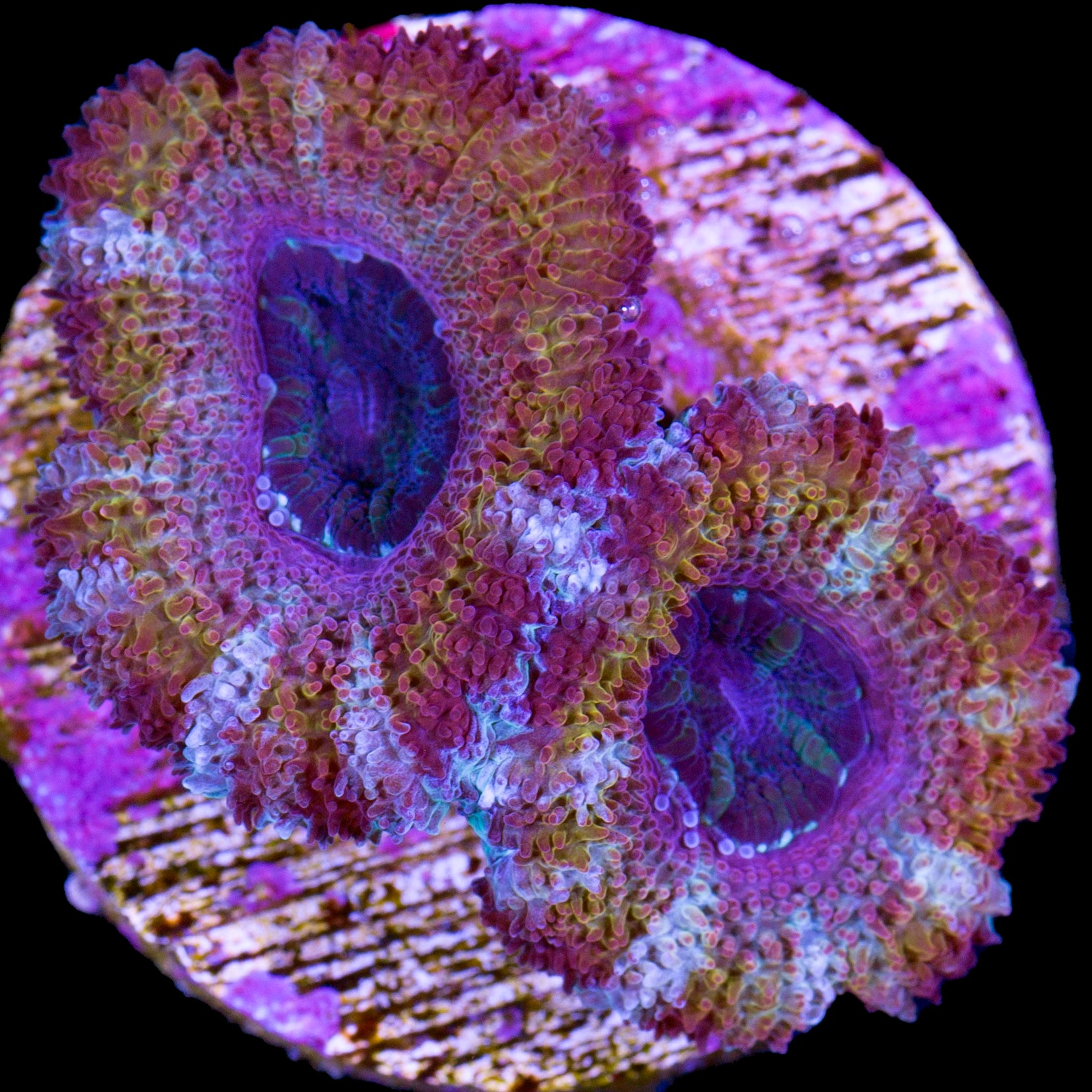 Ultra Acan Coral