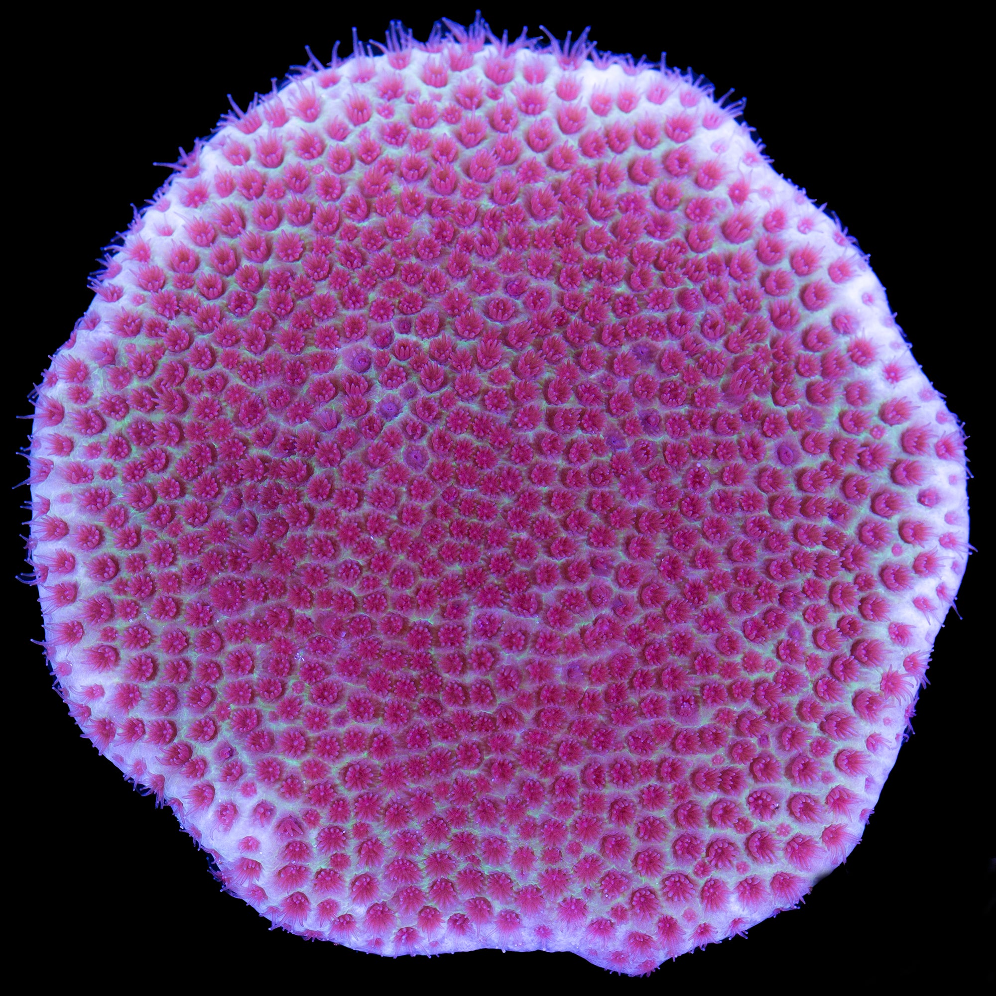 Pink Sand Dollar Porites Coral