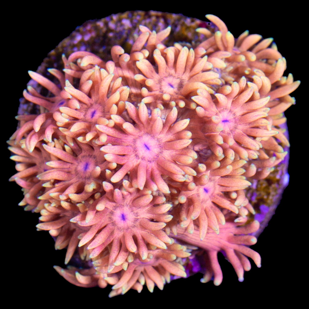 Orange Dream Goniopora Coral