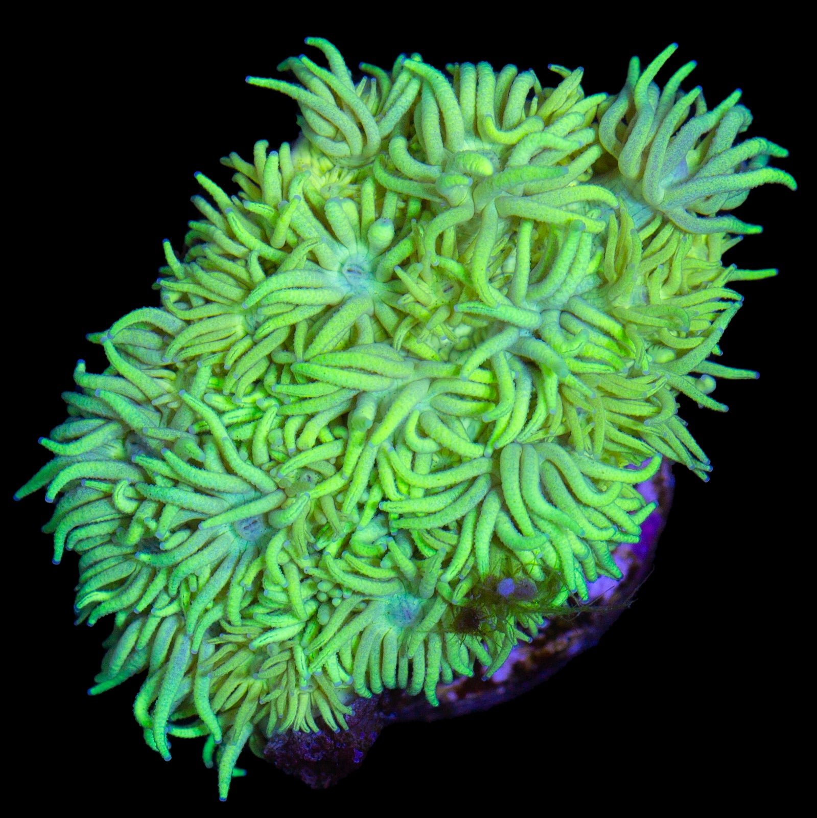 Highlighter Goniopora Coral