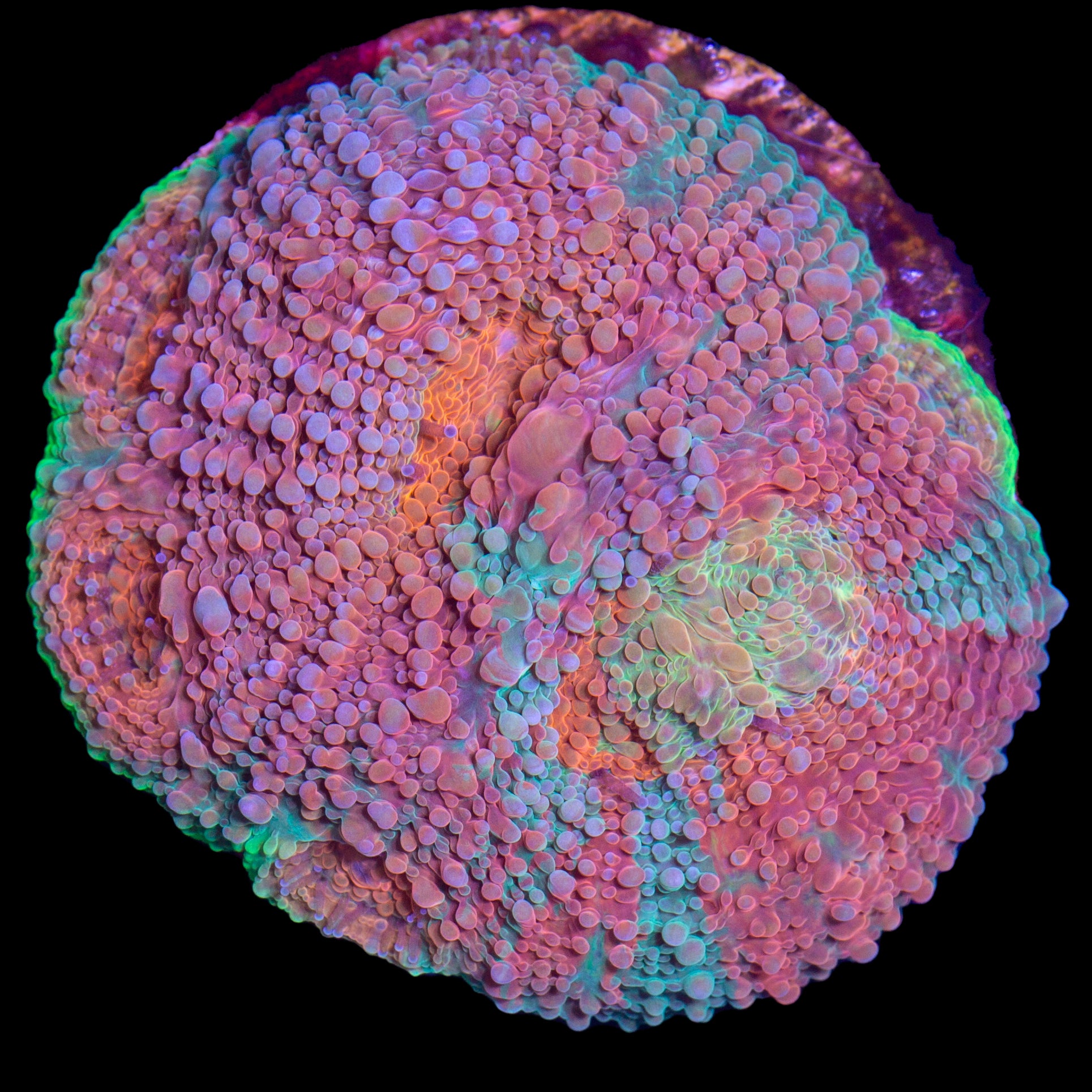 Rainbow Acan Echinata Coral