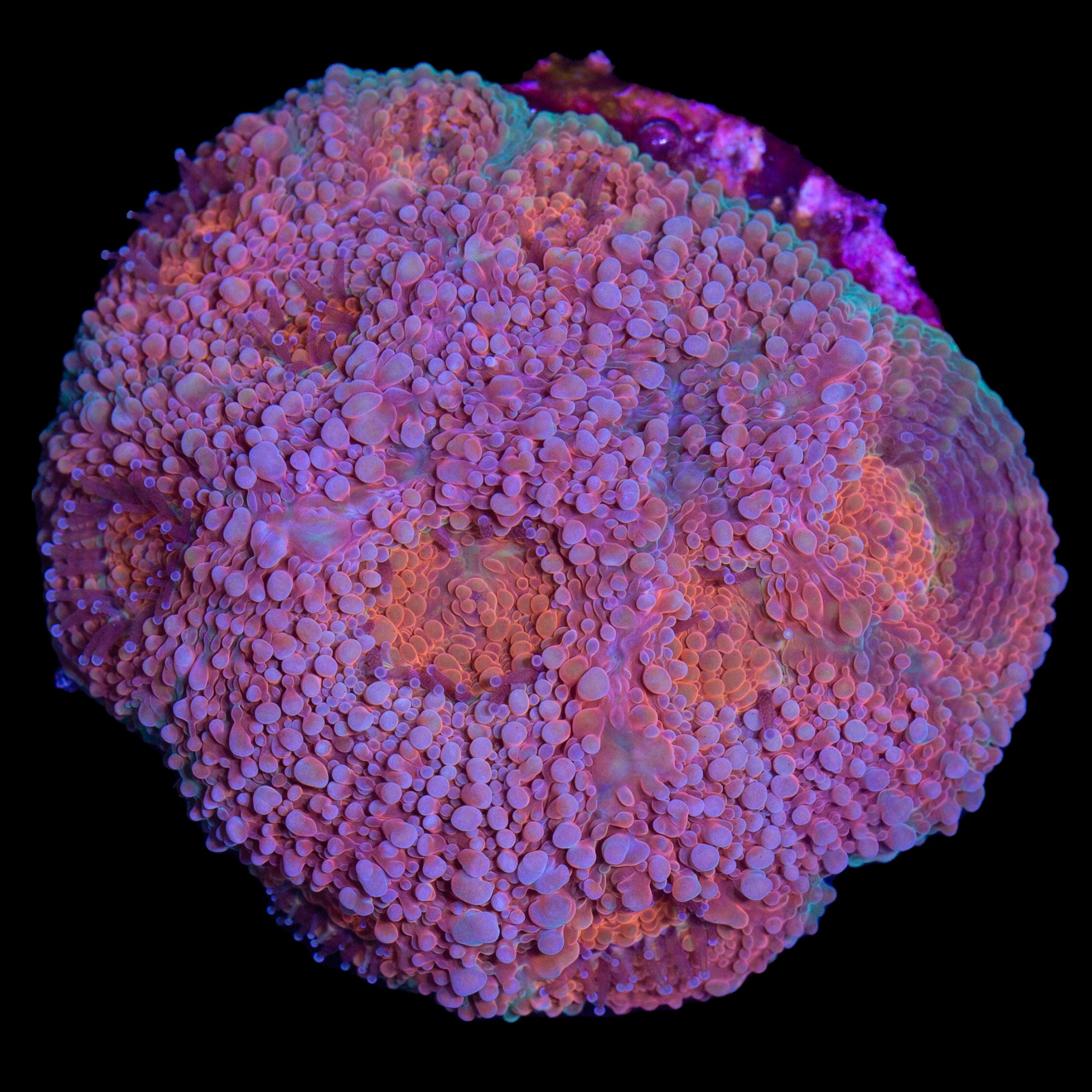 Rainbow Acan Echinata Coral