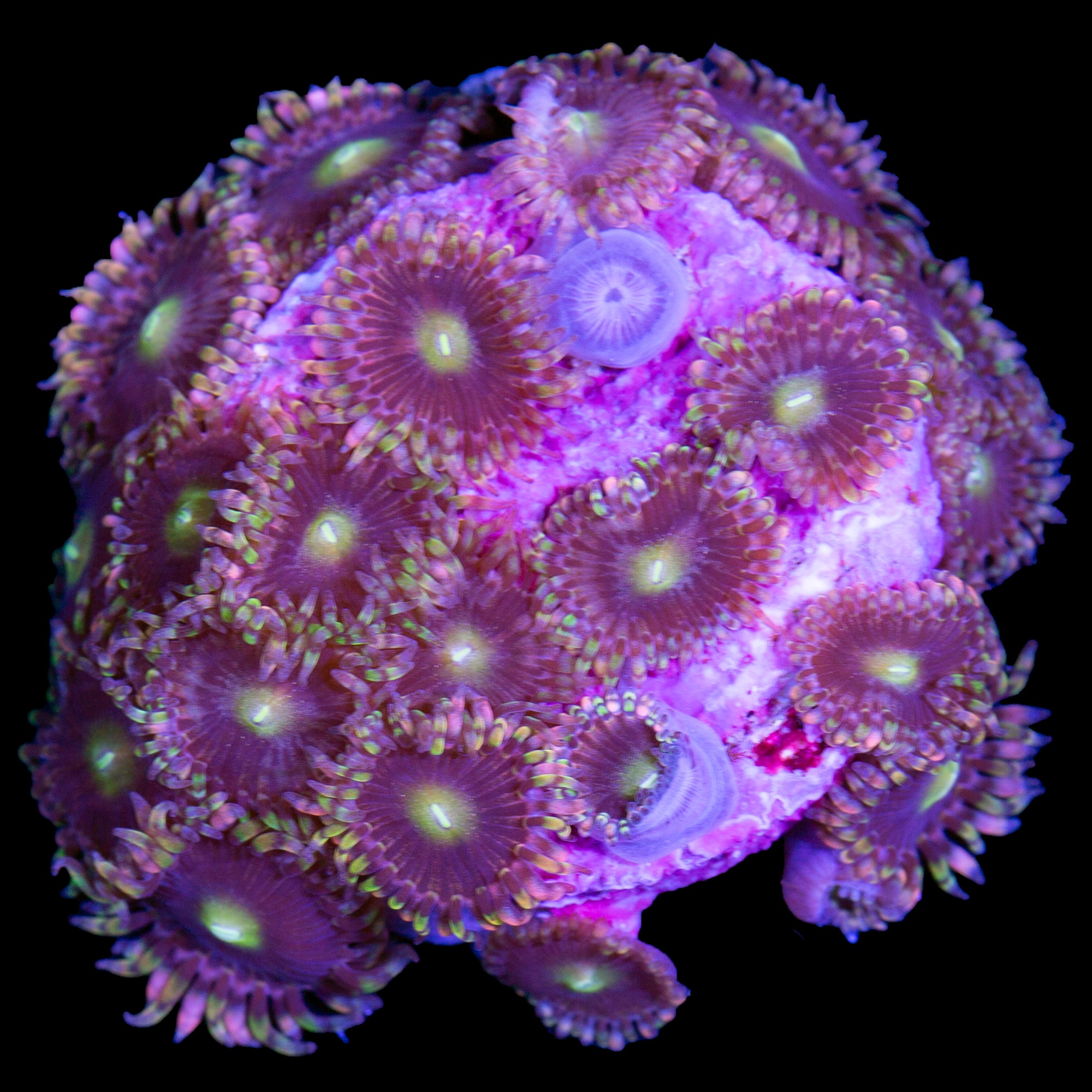 Vivid’s Bozo Zoanthids