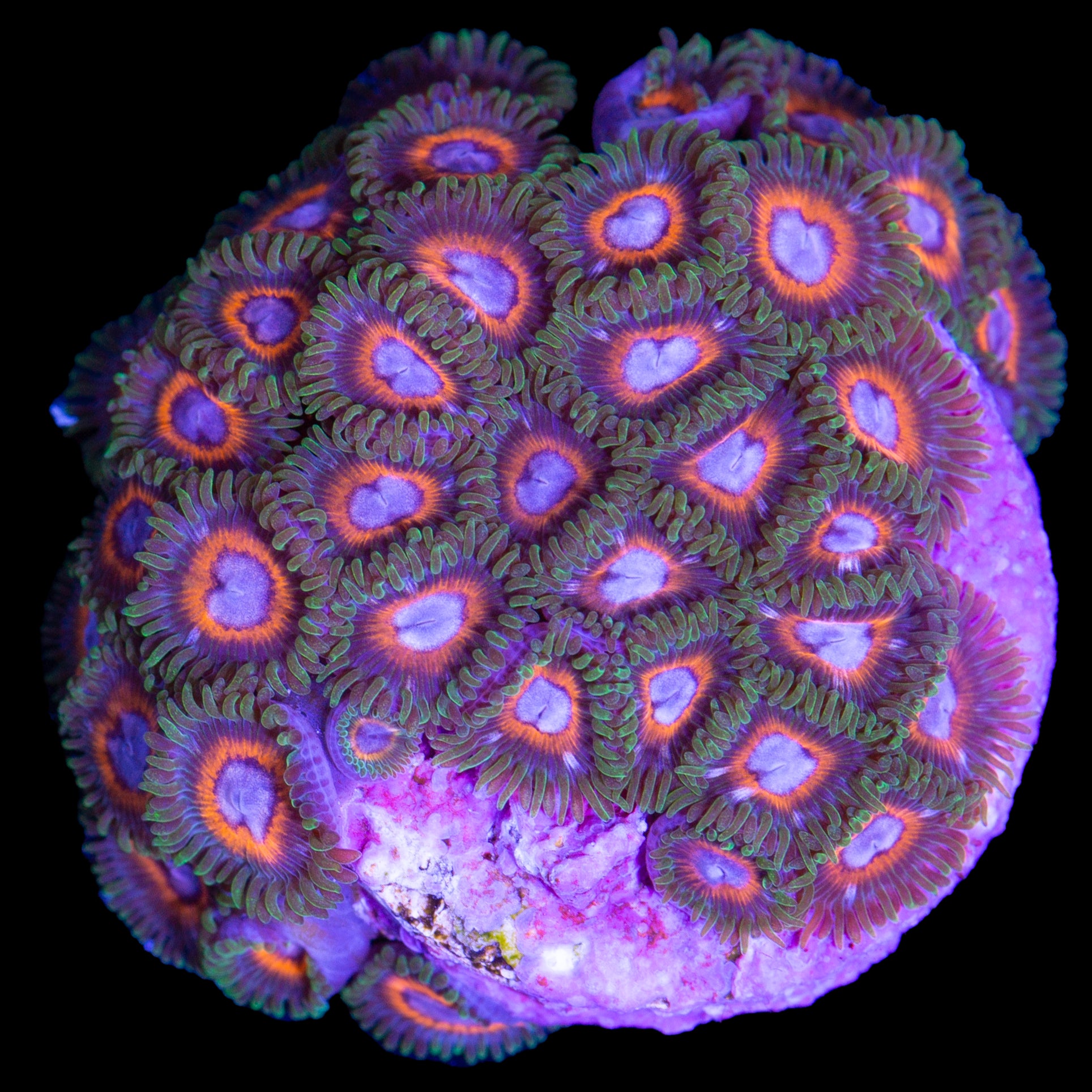 Vivid's Pokerface Zoanthids