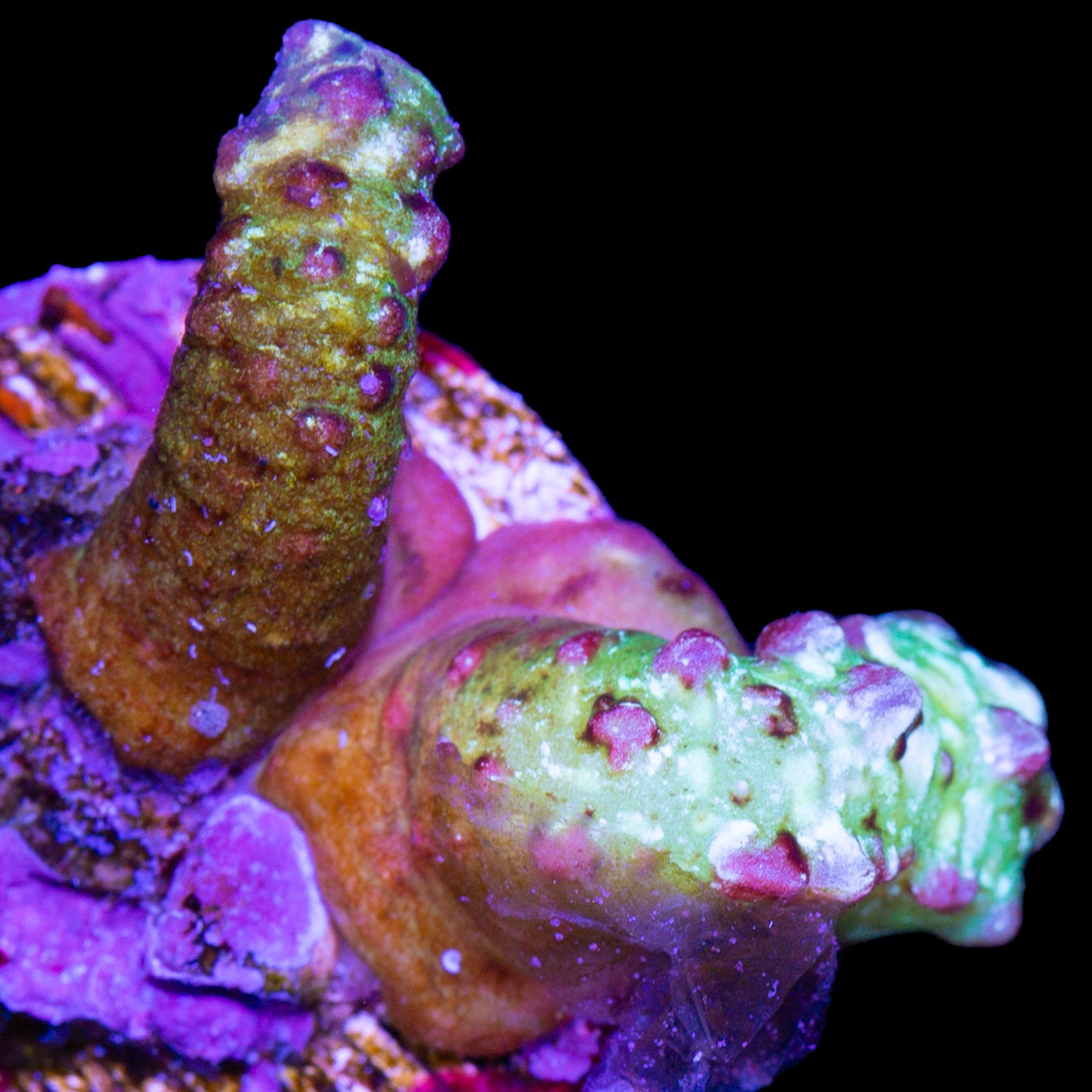 Vivid Grown Snake Coral