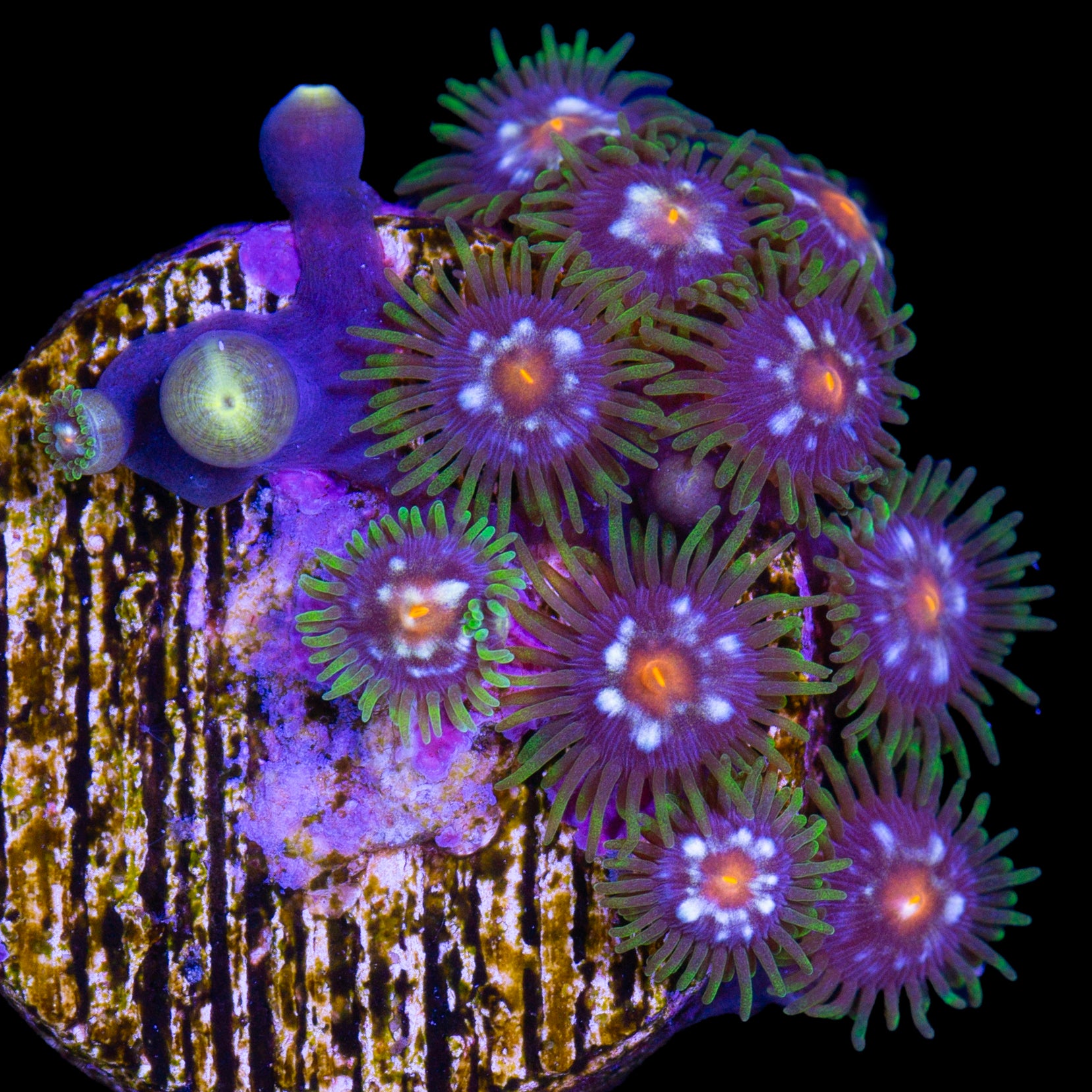 Vivid's Daisy Cutter Zoanthids