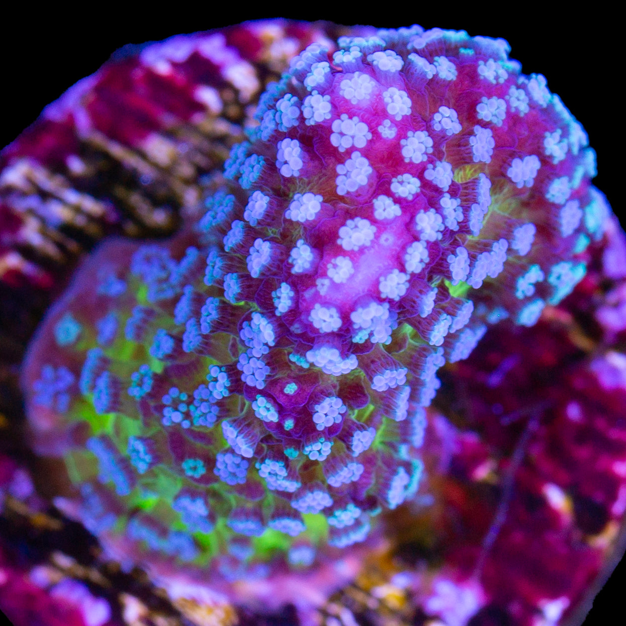 Rainbow Stylophora Coral