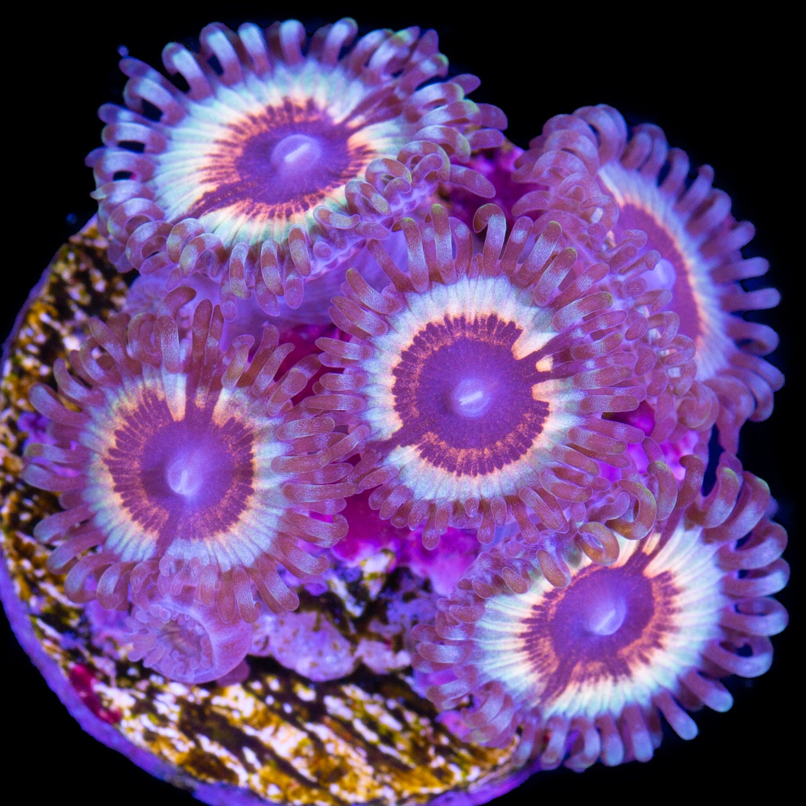 Vivid's Sonic Flare Zoanthids