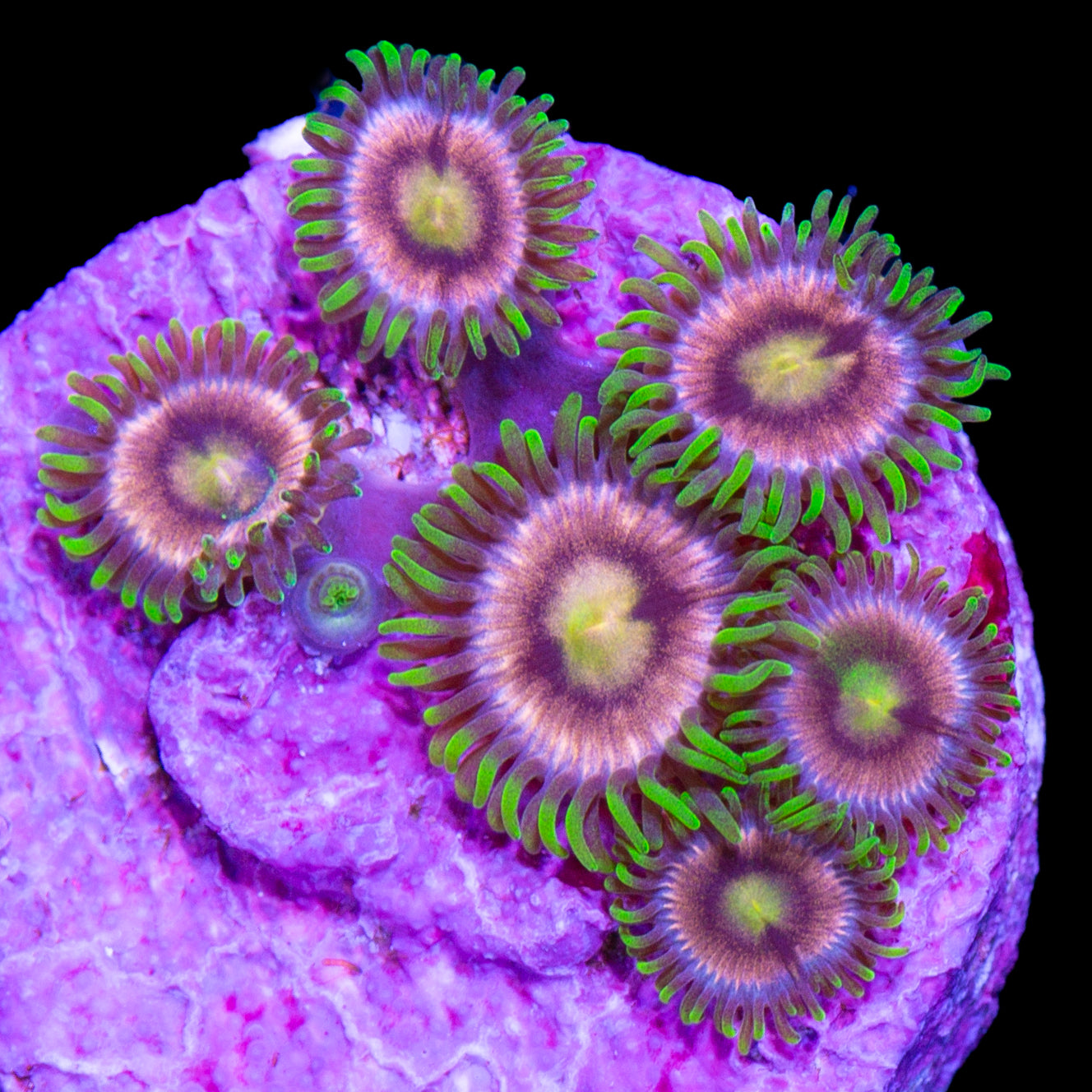 Vivid's Purple Panther Zoanthids